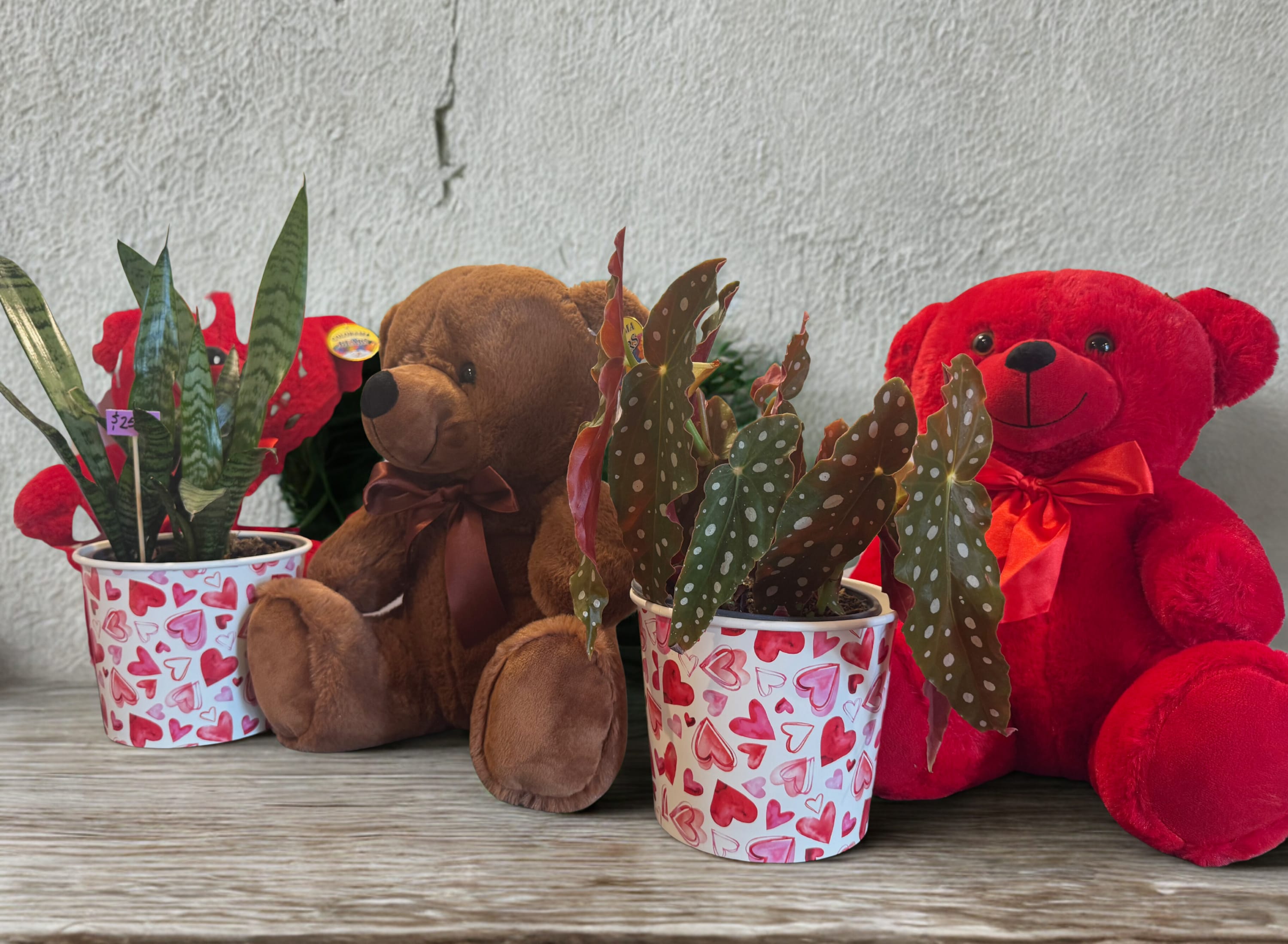 Plants for Plant Lovers - Celebrate Valentine’s Day with meaningful green plants that symbolize lasting love and devotion. Choose from heart-shaped succulents, Hoya (wax plants), or a designer’s choice—each selected for beauty and longevity. Every plant arrives festively decorated for the Valentine’s holiday. For a touch of romance, blooming plant options such as vibrant red Anthuriums or elegant orchids are also available, symbolizing passion and admiration. Same-day service is offered for those last-minute Valentine’s gifts. 