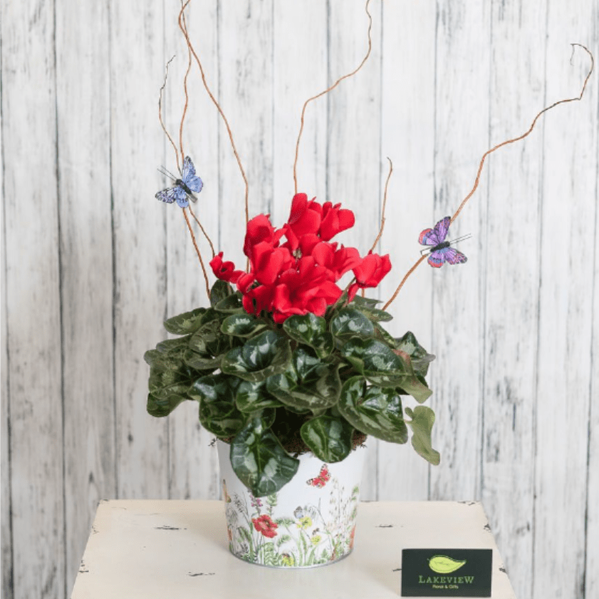 Cyclamen - A beautiful cyclamen plant is presented in a wildflower container with butterflies and bees. Our designer's will select the best and most beautiful color available on your delivery day!