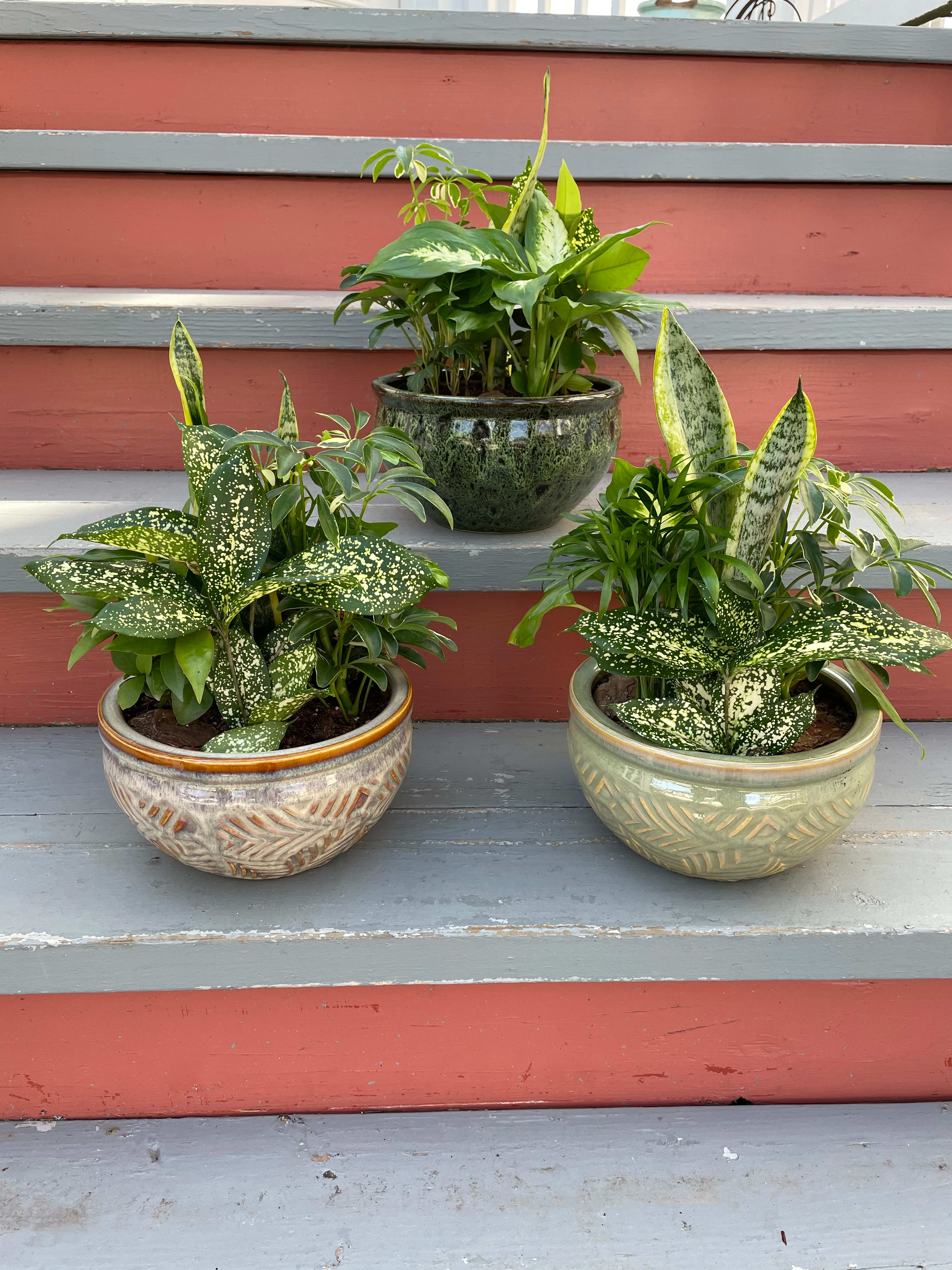 Classic Dish Garden - DELUXE SIZE PICTURED. A lovely assortment of low maintenance house plants in a beautiful 6" (regular) or 8" (deluxe) decorative ceramic pot. Plant varieties may include snake plant, umbrella tree plant, different varieties of dieffenbachia, ivy, and cordyline terminalis. Please note that the varieties of plants and the pot styles may vary. 