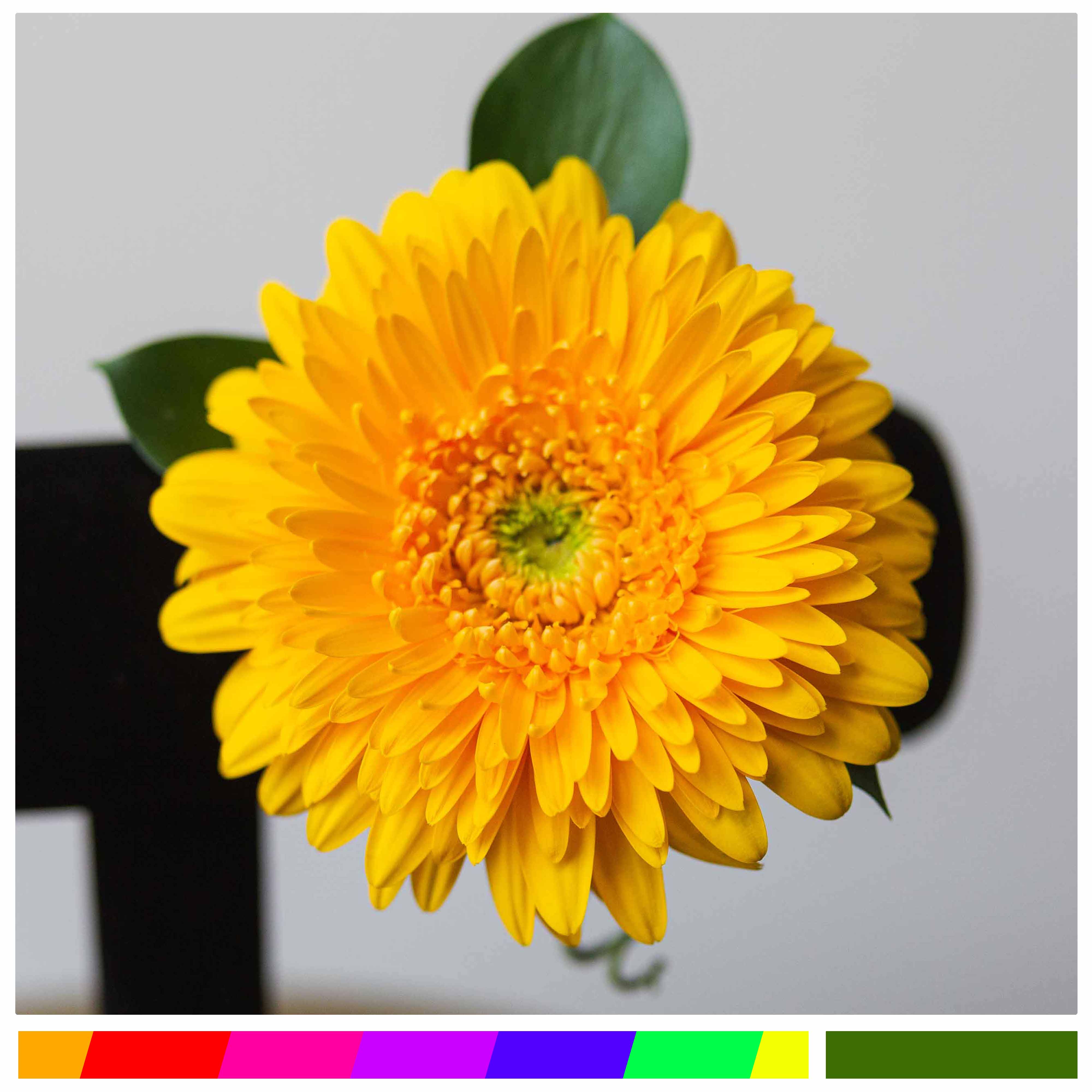 Classy Gerbera Daisy Boutonniere  - Elevate your prom attire with our classy Gerbera daisy boutonniere.  Please note colors in the special instructions box when ordering. Want to speak with a designer? Give us a call. 507-508-1095  Want to add some extra flare? Upgrade to our deluxe or premium options.