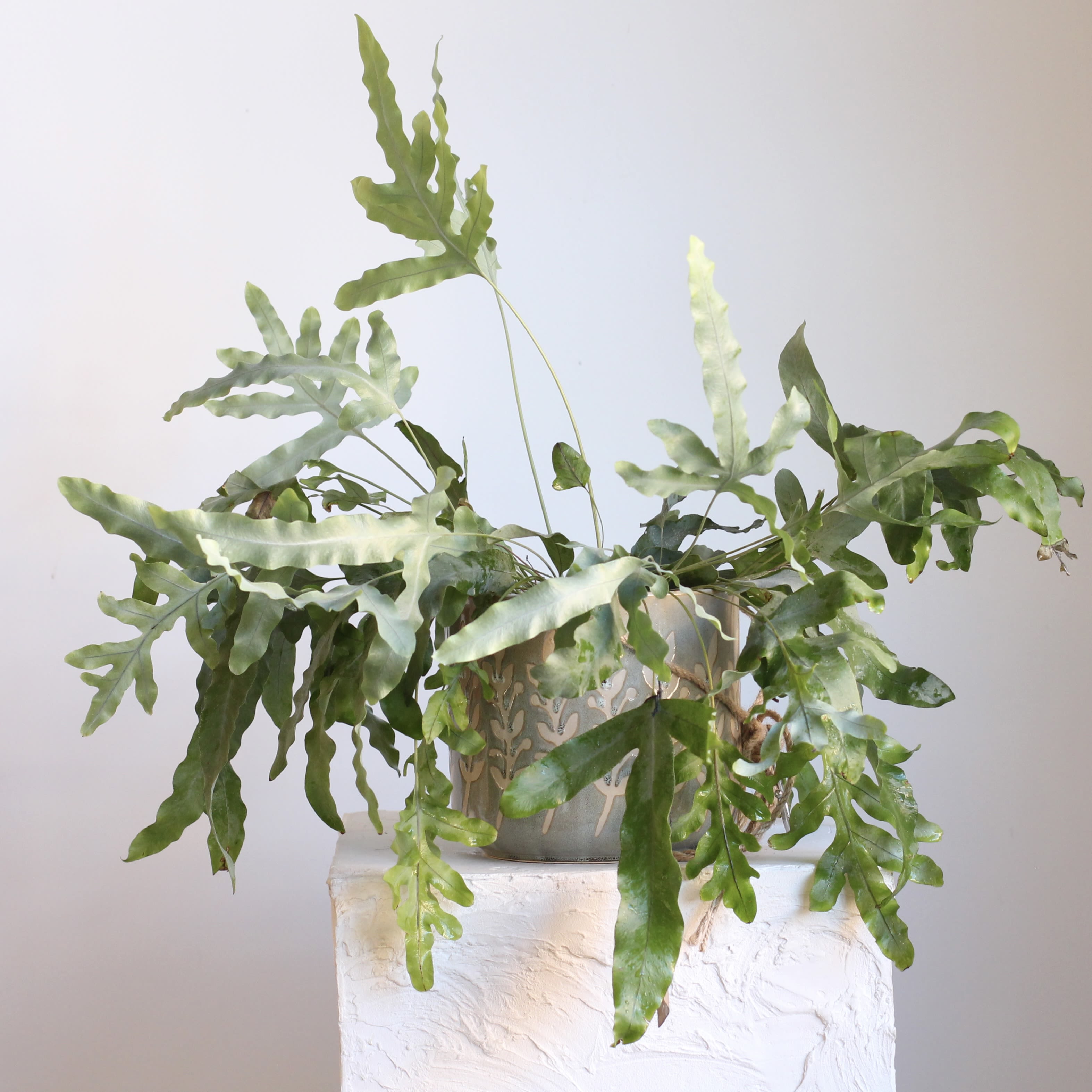 Blue Star Fern in a Hanging Planter - Lush and textured, this Blue Star Fern features striking, star shaped fronds in a soft blue green hue that bring a fresh, modern touch to any space. Planted in a matching blue hanging planter, it creates a cohesive, sculptural look while trailing gracefully from above. Thriving in indirect light and higher humidity, it’s perfect for adding vibrant movement and natural elegance to your home.