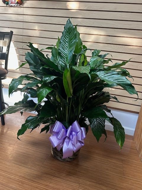 10'' Peace Lilly in basket - 10'' Peace Lilly in basket comes with any color bow.