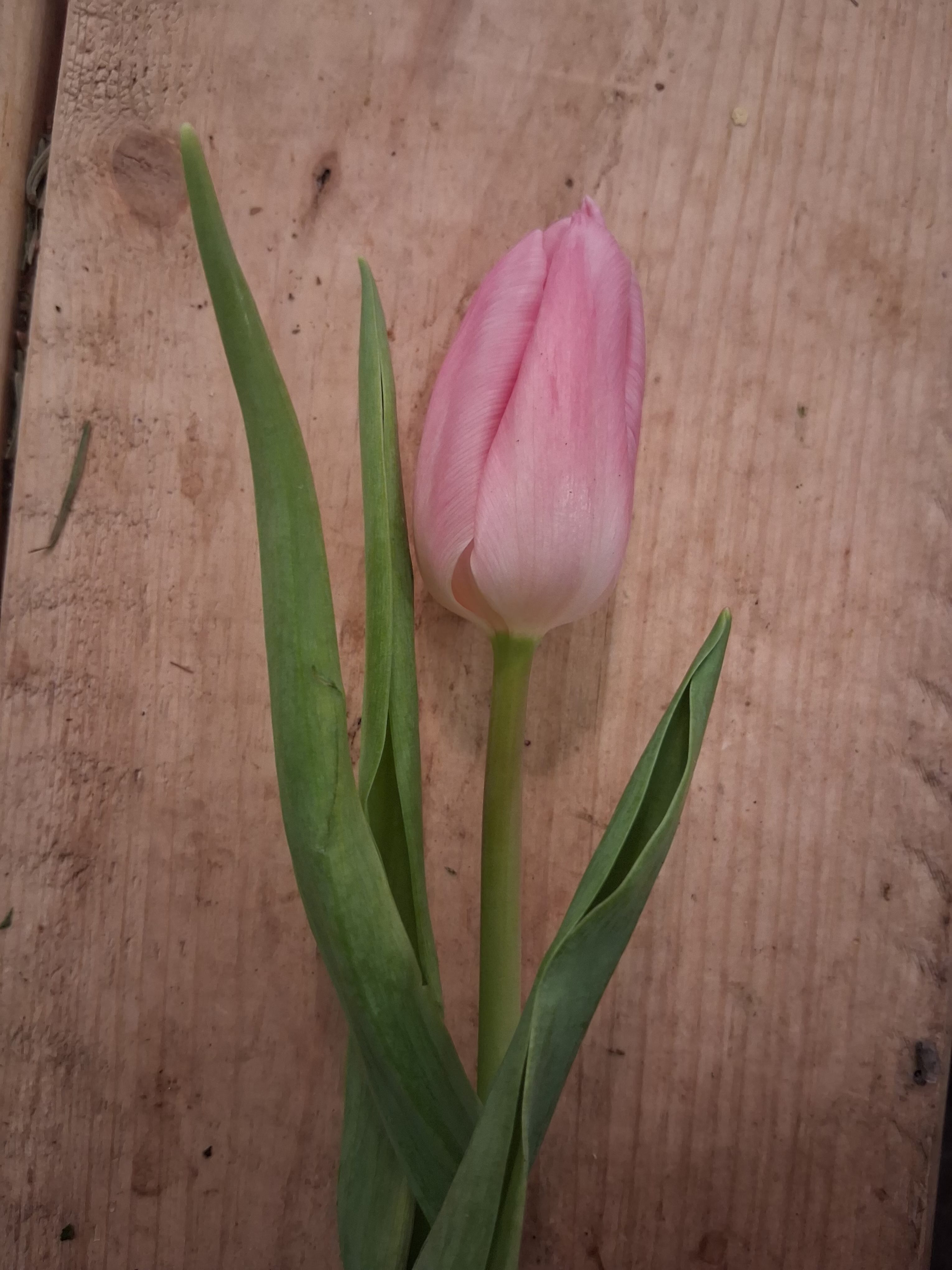 Tulip pink  - Single pink tulip