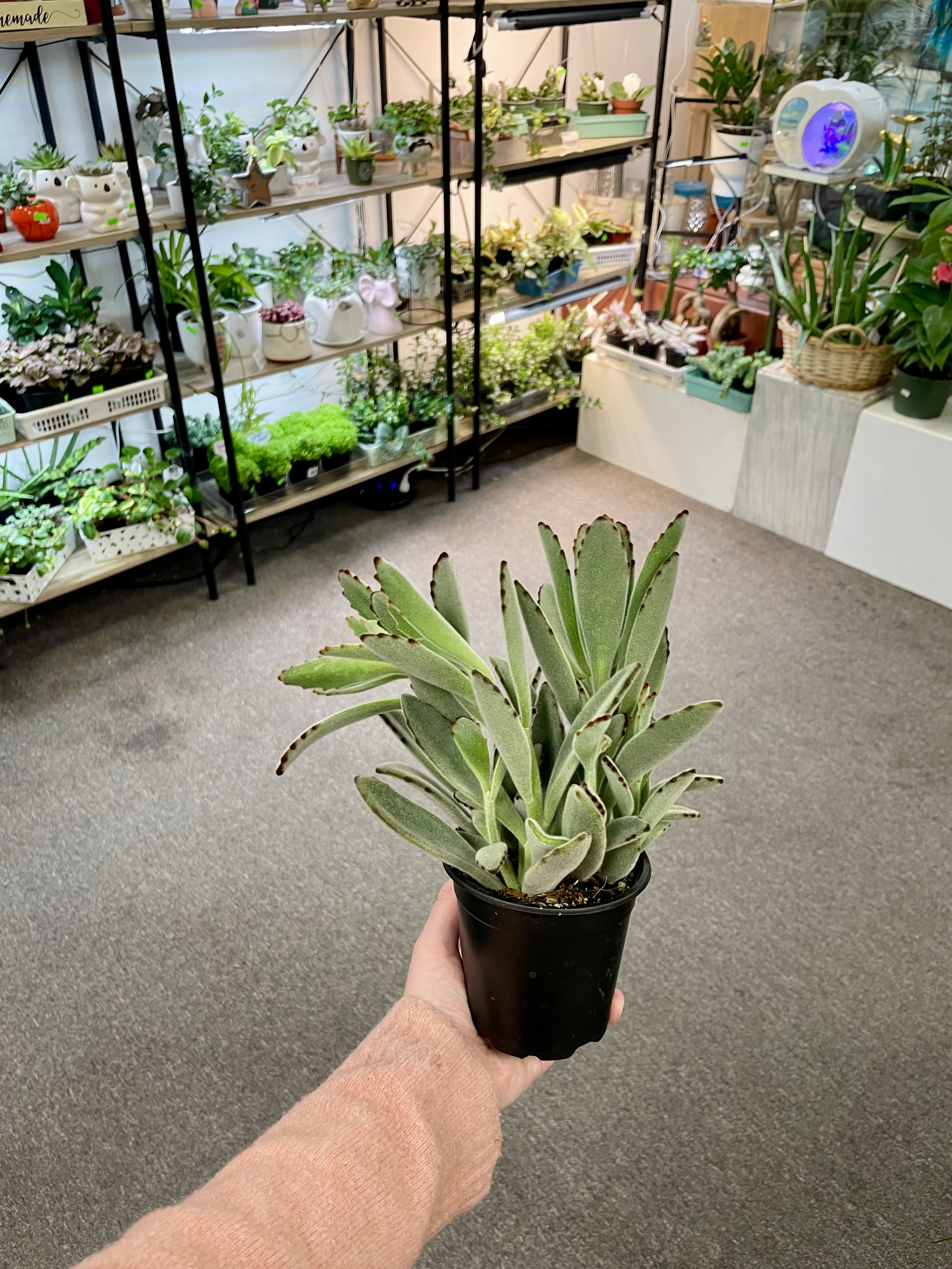 Kalanchoe Tomentsa - Bright colours 