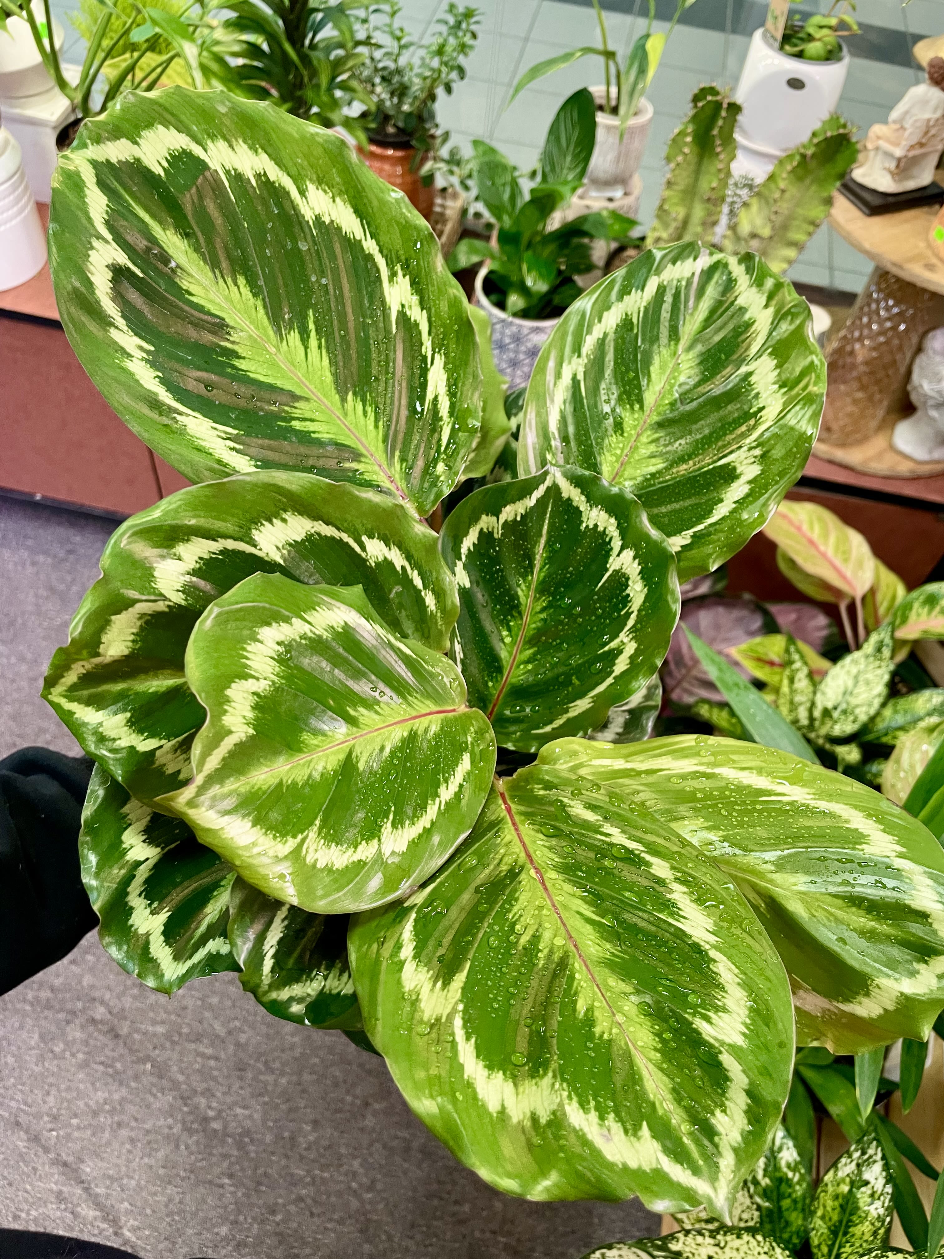 Calathea Varieties  - It’s calathea family.  Pet friendly 