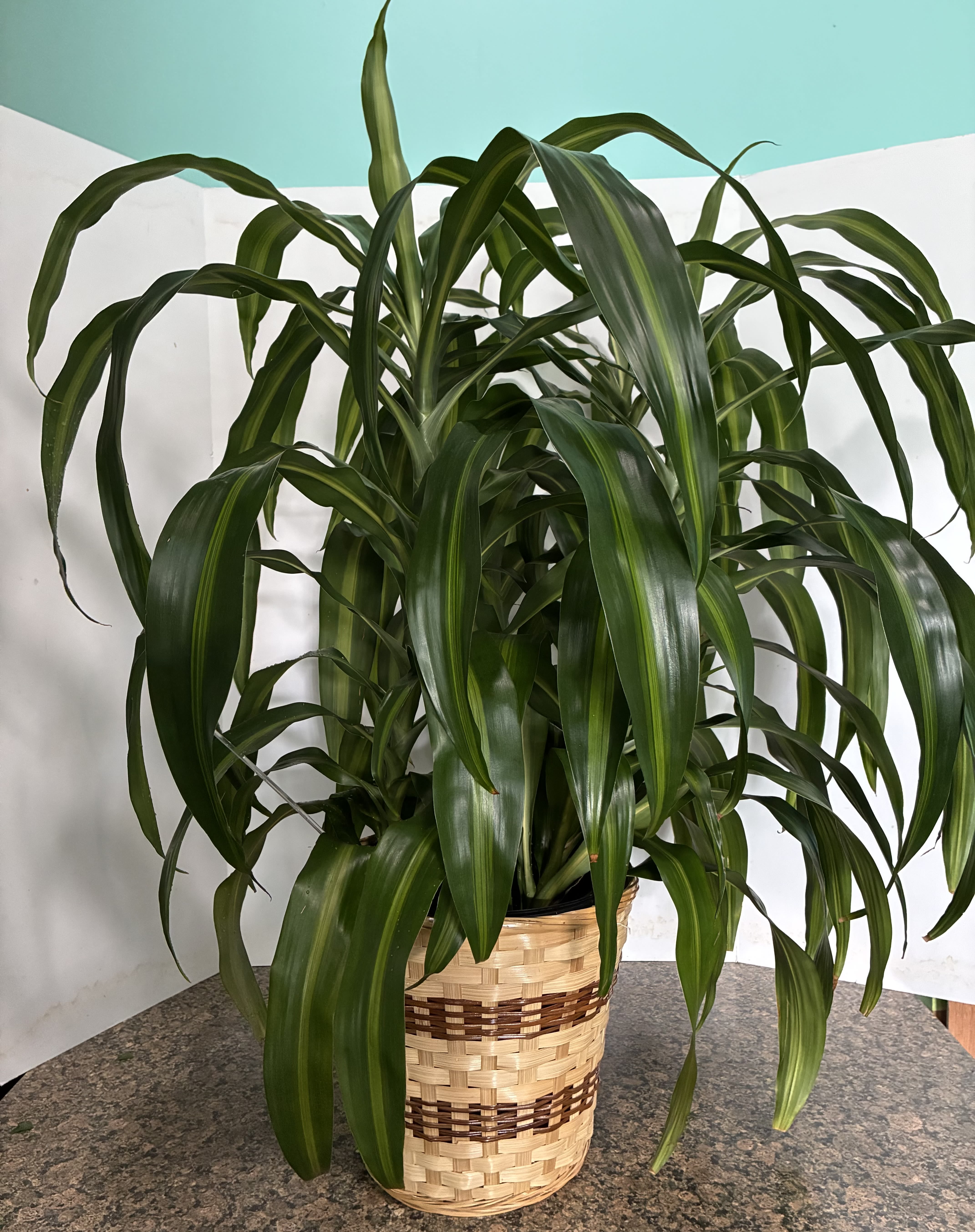 Dracaena Lime Plant - This plant is a nice idea for that special plant lover in your life. Just to say thank you or thinking of you. Easy care, Indirect sunlight and keep soil moist but not soggy.