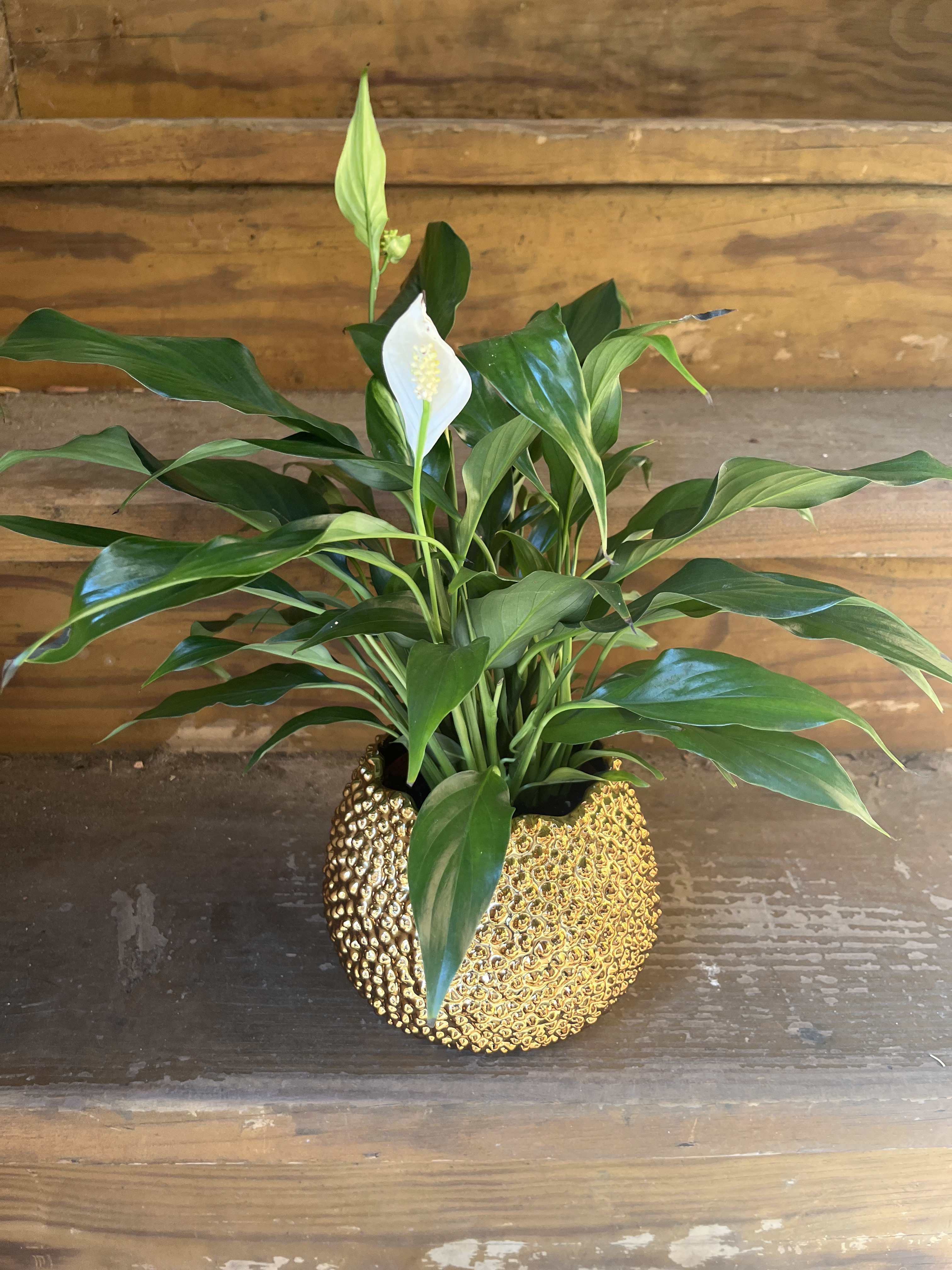 Peace Lily in Ceramic Vase  - Peace Lily in Designer Textured Planters 