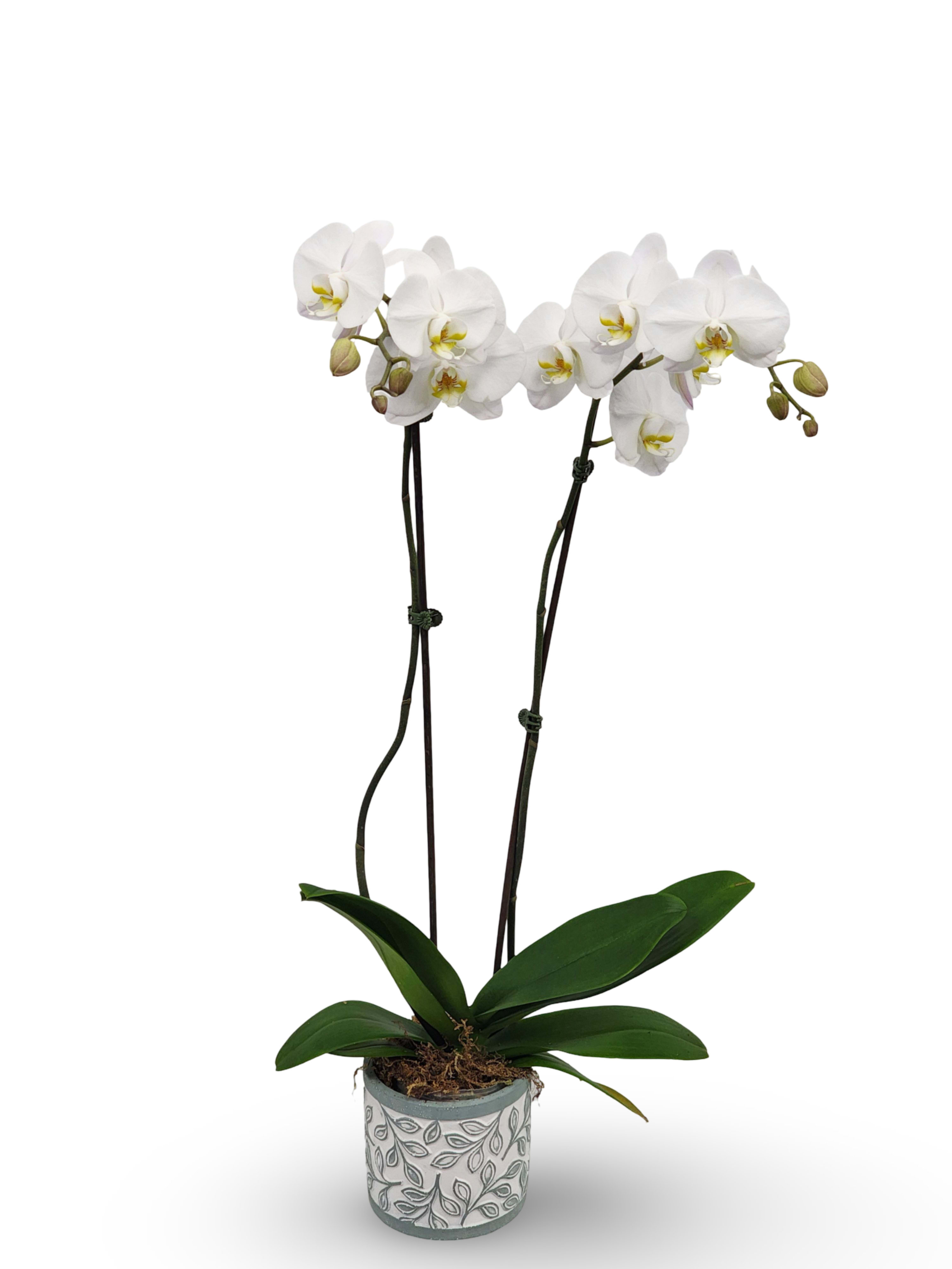 White Orchid Planter - Select this stunning white Phalaenopsis orchid in a ceramic container.   Exact color and container may vary. Approximately 26" x 11" x 11".