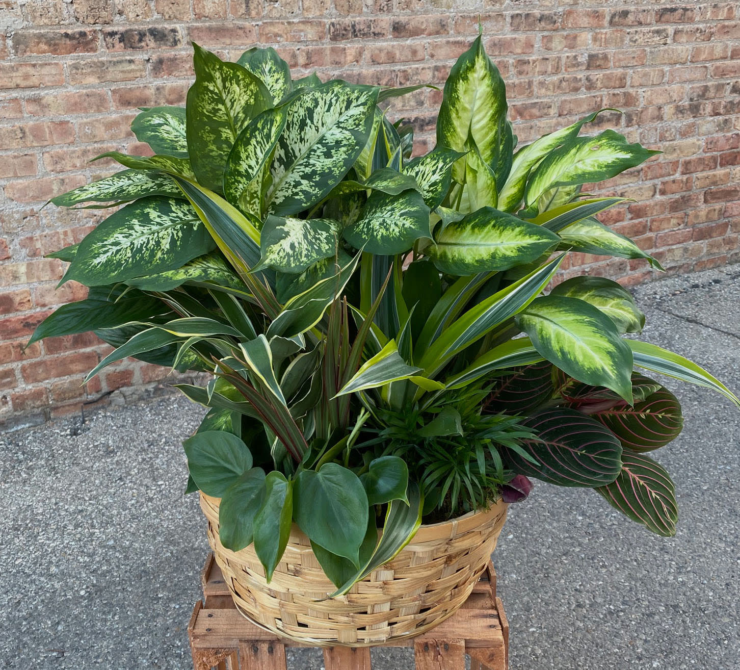 EXTRA LARGE Dish Garden - This is really a showstopping basket! Big and beautiful. The lush and beautiful shades of green are beautiful in this dish garden with a nice mix of green plants in a basket. Perfect for any occasion.   We are proud to deliver our flower creations to the Kenosha, Somers, and Pleasant Prairie area. With over 55 years of combined flower design experience in Kenosha, Wisconsin, A Summer's Garden Florist and Gifts is the perfect choice for the freshest flowers, most creative design, and exceptional customer service.  We are proud to deliver our flower creations to the Kenosha, Somers, Bristol and Pleasant Prairie area. With over 55 years of combined flower design experience in Kenosha, Wisconsin, A Summer's Garden Florist and Gifts is the perfect choice for the freshest flowers, most creative design and exceptional customer service.