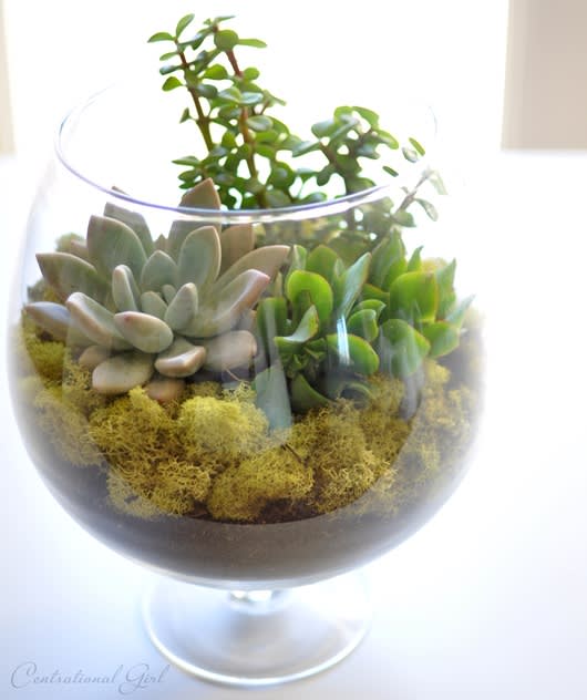 Glass Succulent Terrariums - A lovely little collection of succulents surrounded by sweet green moss and driver rocks at the base in a beautiful open pedestal glass terrarium.