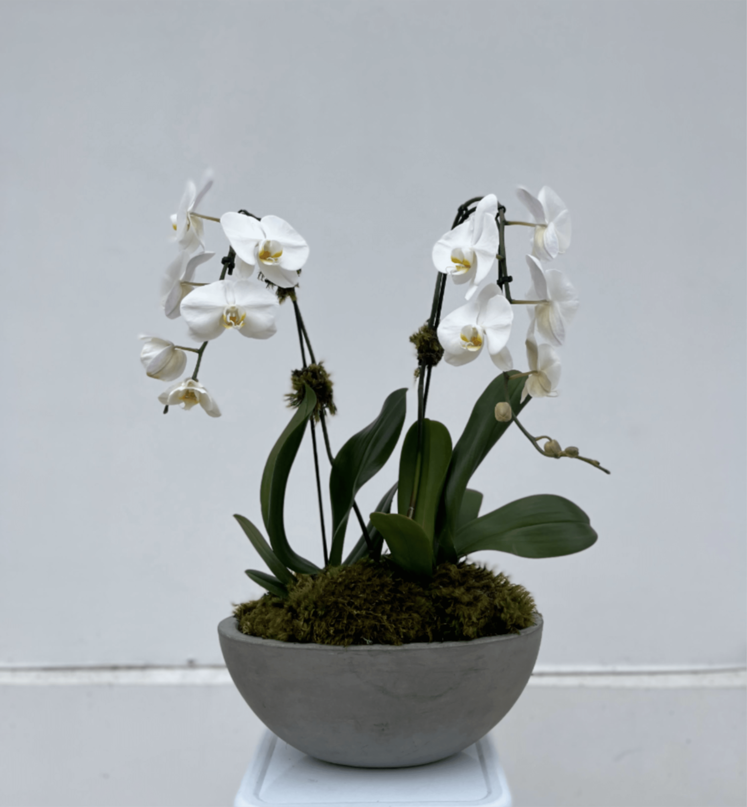 Double White Phalaenopsis Orchid   - A stunning everyday gift, our elegant potted white orchids are presented in a sleek grey ceramic boat vessel with lush green moss — perfect for brightening any space or celebrating any occasion.