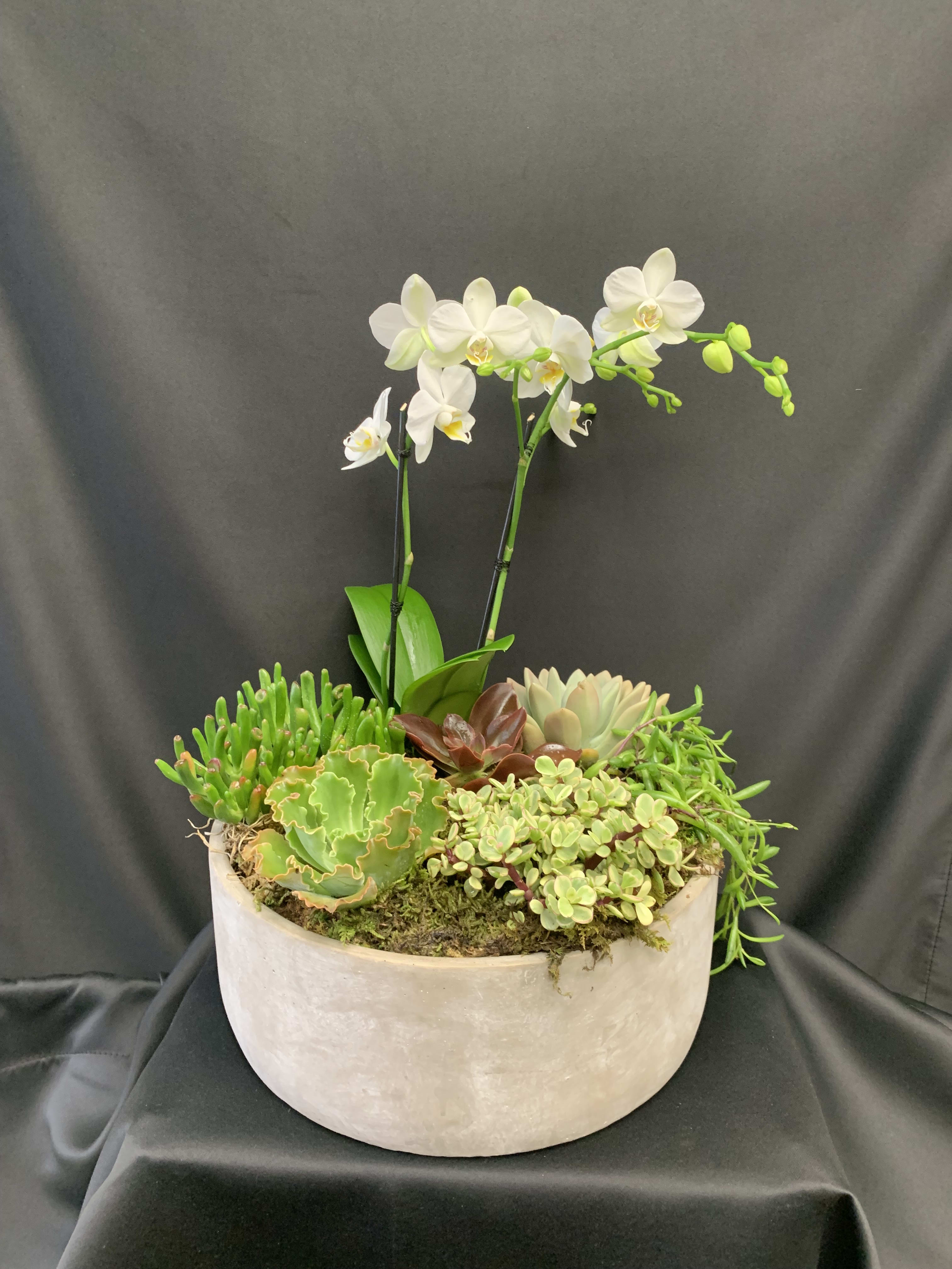 White Serenity  - Send your loving thoughts in the way of a beautiful orchid and succulent planted garden. A long lasting and classic gift.   