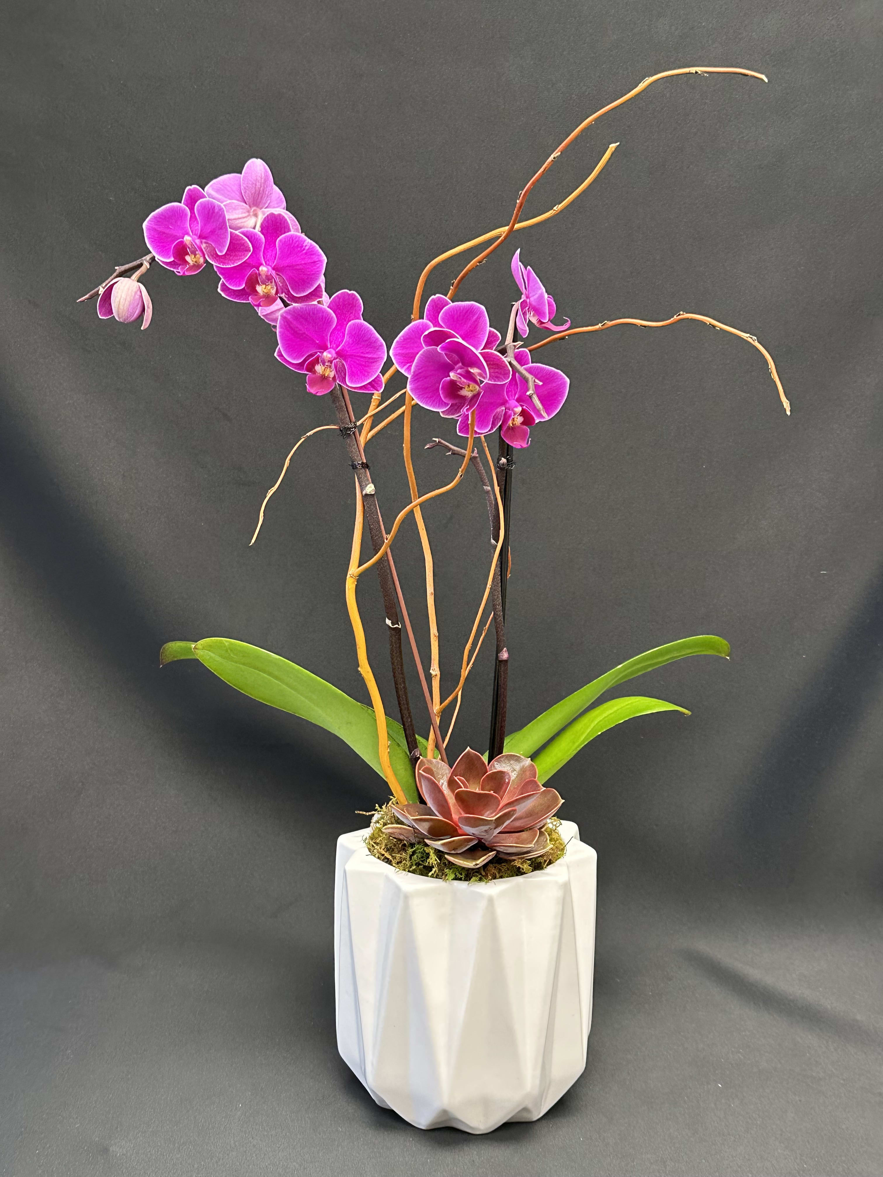 Purple Mini w/succulent - Purple mini phaleonopsis orchids paired with a succulent in a stone pot. A shop favorite! Perfect for any occasion and very long lasting.  