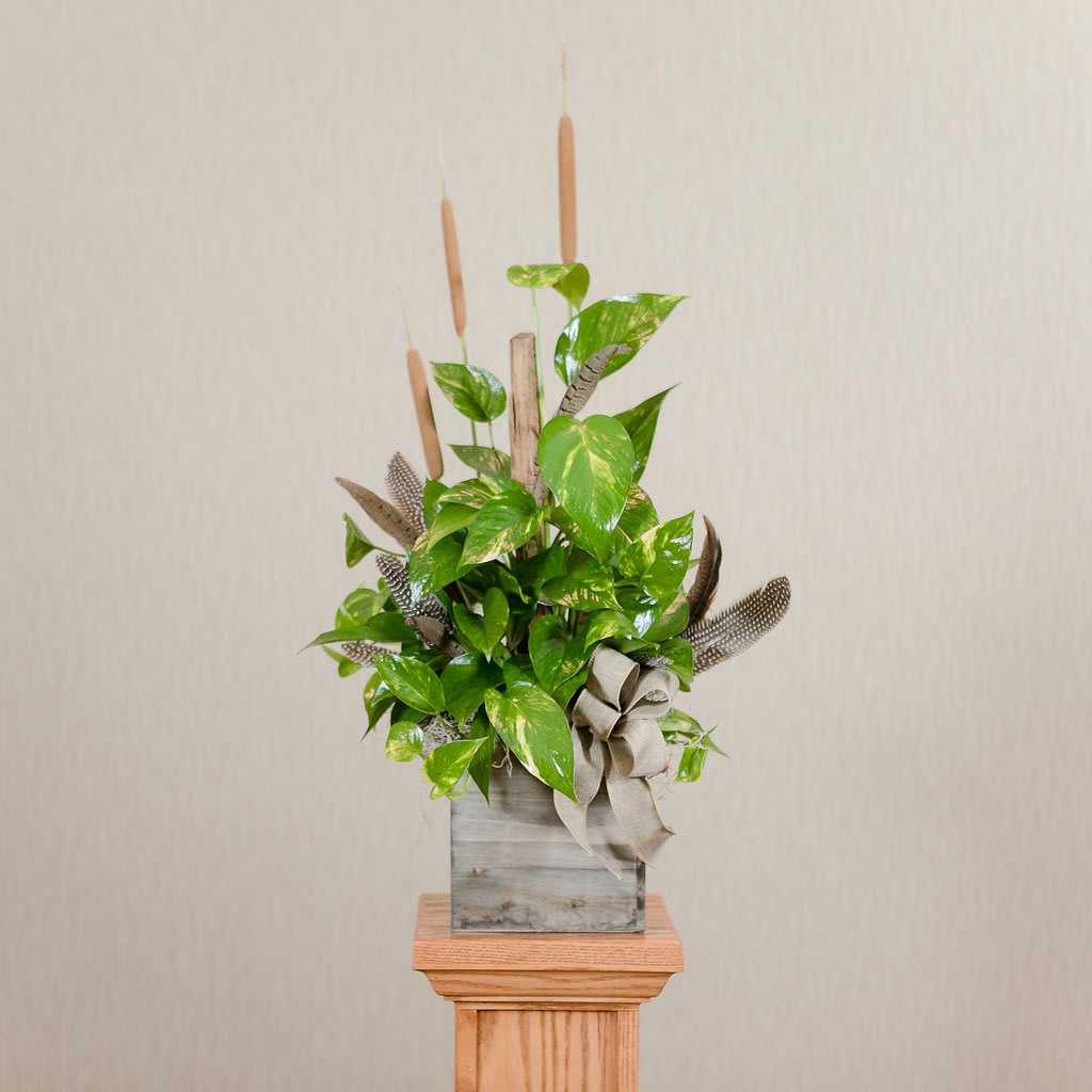Feather - A rustic arrangement of a green foliage plant, cattails and feathers to honor the Outdoorsman in your life. 