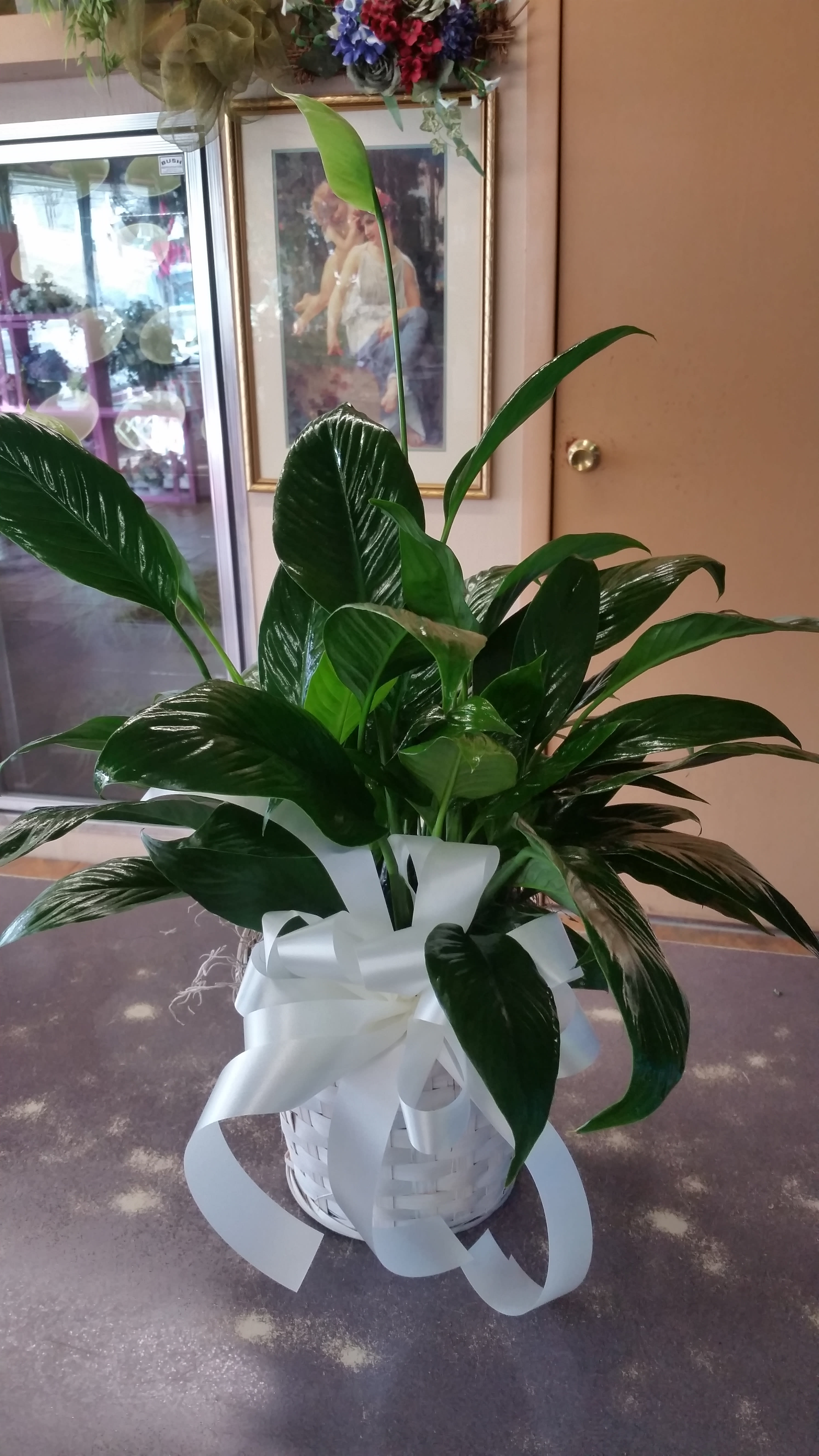 Peace Lily Plant - Spathiphyllum Plant in a white washed wicker basket with bow. 