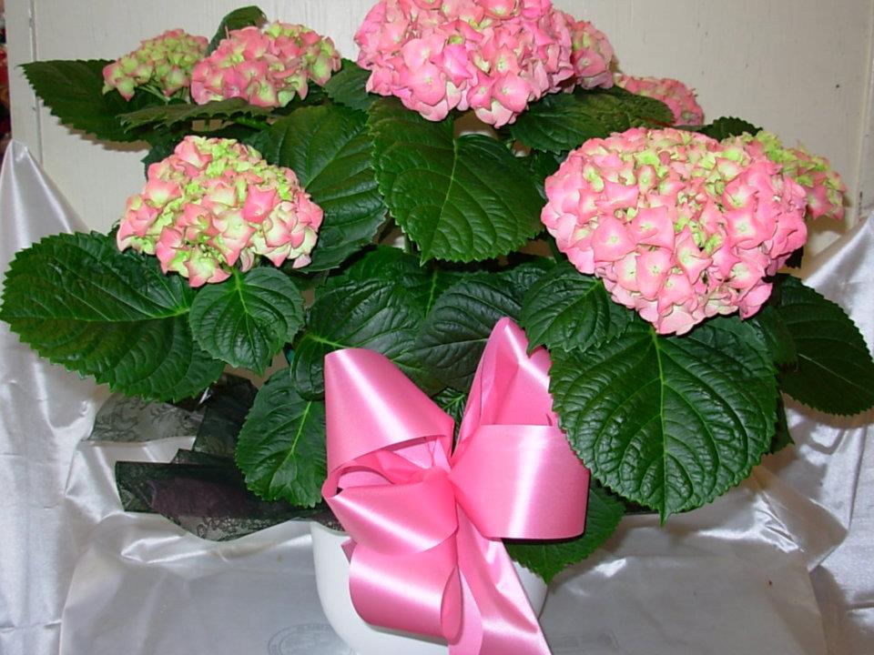 PINK HYDRANGEA PLANT  NEW-P83 - Our PINK HYDRANGEA PLANT makes a wonderful gift for any occasion  and is especially a great way to show your love and appreciation for your MOM..  With its profusion of large bright pink blooms this plant is an absolute delight to brighten the home for several weeks and then can be planted outside in the garden.. In our area of South Carolina, hydrangeas make a very dramatic and showy addition to the garden or landscape and bloom in profusion from May through August..