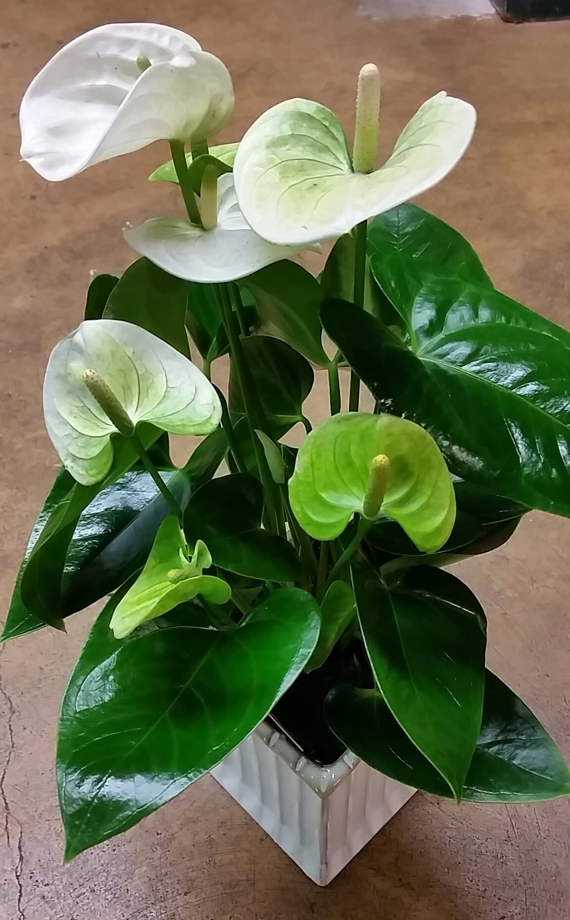 Anthurium   - white anthurium plant.