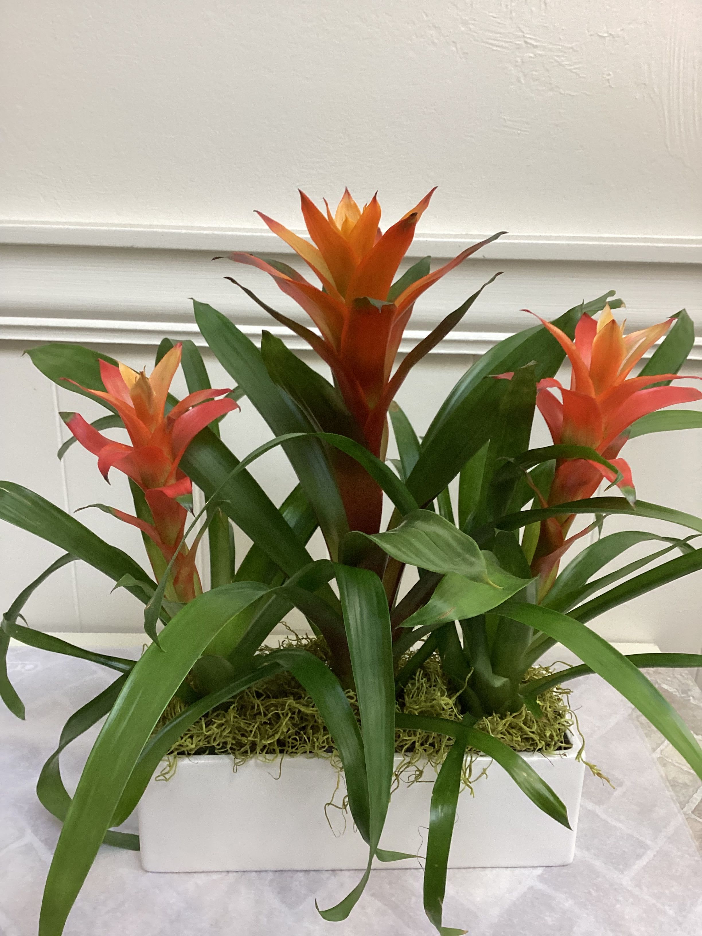 Vibrant Bromeliad Trio - A contemporary triple combination of bromeliad plants in a white ceramic rectangle container is both easy care and long-lasting. The perfect gift for you or for a special friend. Usually available in yellow or orange plants.