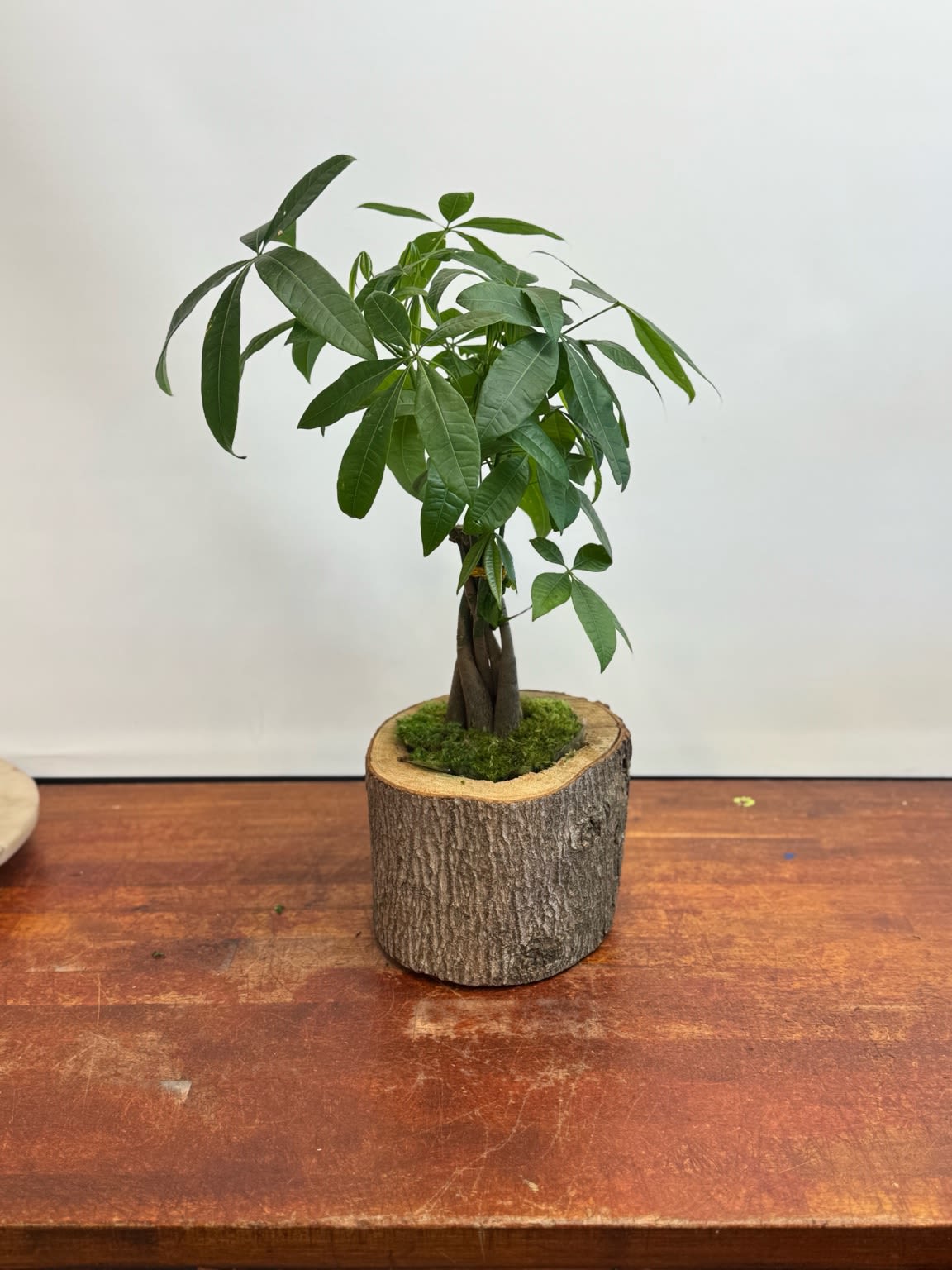 Money Tree Plant in Rustic Wood Planter – Symbol of Prosperity - Celebrate growth, prosperity, and good fortune with our Money Tree Plant. Known as a symbol of luck and positive energy, this plant features a braided trunk topped with lush green foliage, beautifully set in a rustic wood log-style planter with moss accents. Perfect for housewarmings, office décor, corporate gifts, or anyone starting a new journey, this plant blends natural style with meaningful symbolism.  Available for same-day Los Angeles delivery with Sofi La Fleur.