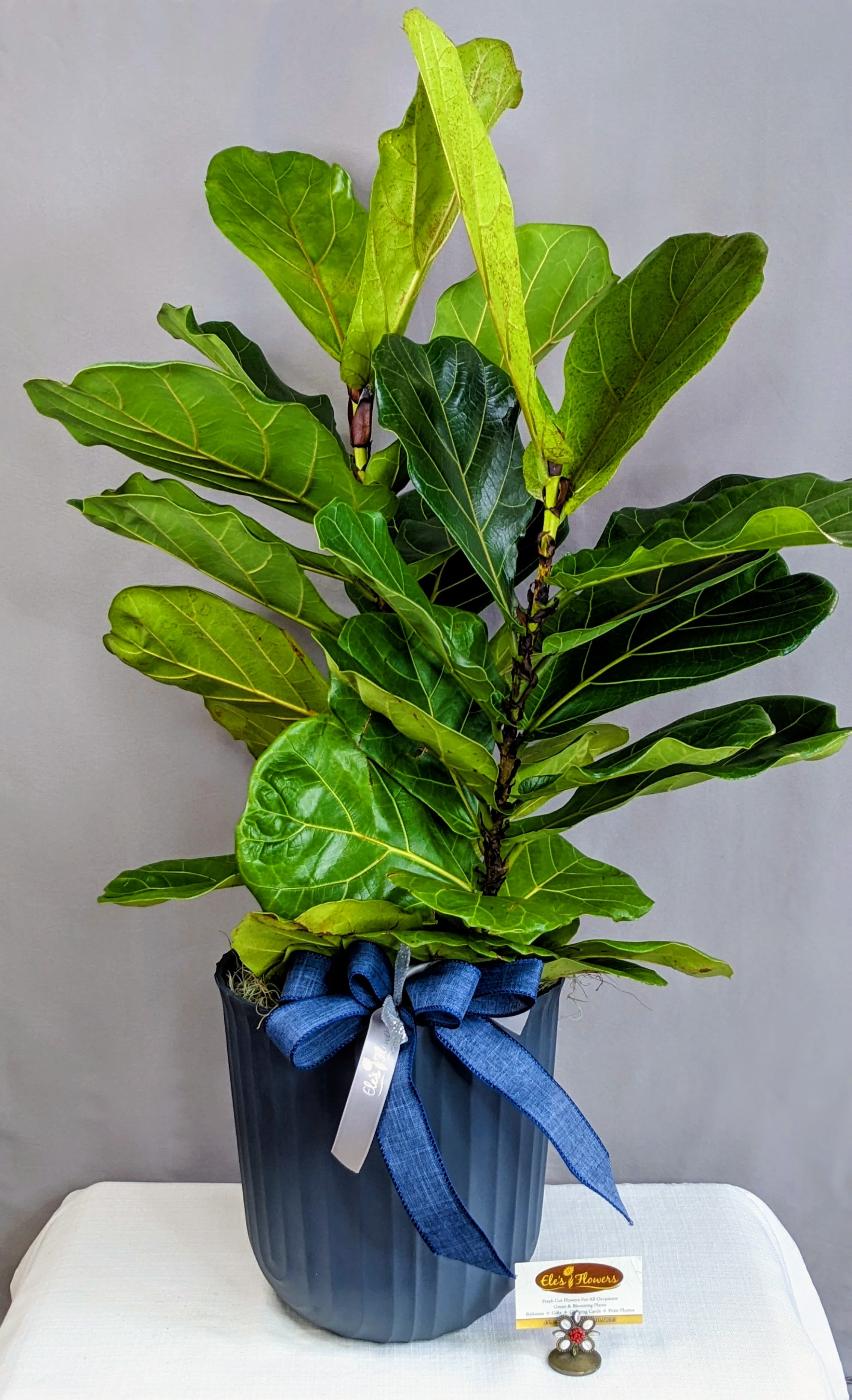 Fiddle Leaf Fig - 8"  Potted - A stunning potted fiddle leaf fig plant, showcasing its large, glossy green leaves that bring a touch of natural elegance to any space. Nestled in a woven basket, the plant exudes a warm, organic charm, blending seamlessly with both modern and rustic décor. Perfect for adding height, texture, and a vibrant focal point to your home or office.  Approximate Dimensions: 36"H x 22'W