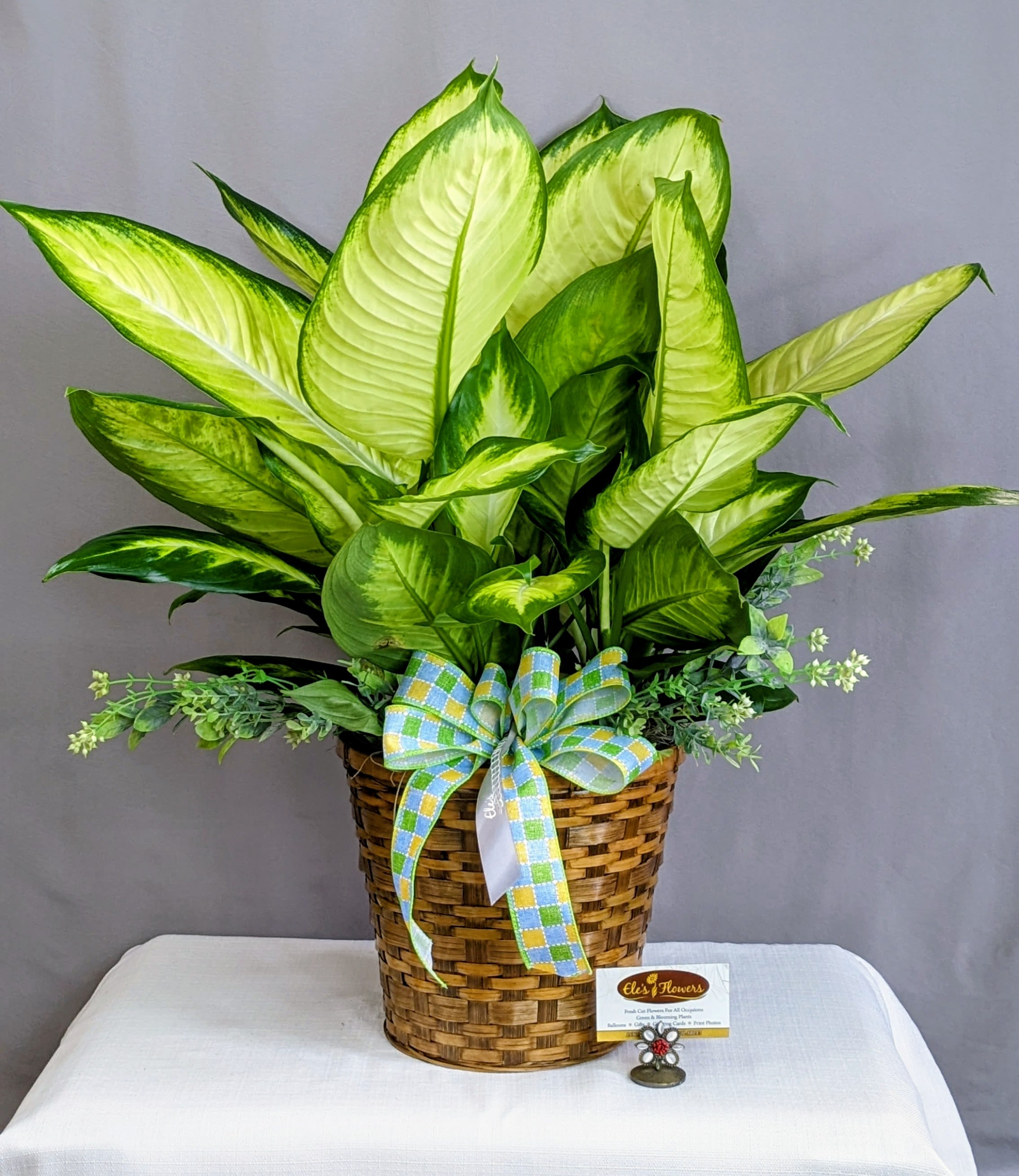 Delightful Dieffenbachia - 8" Planter - Add a touch of tropical elegance to your space with a Dieffenbachia, also known as Dumb Cane. This stunning houseplant is prized for its large, variegated leaves, showcasing a beautiful mix of green, cream, and yellow tones. Its bold foliage brings instant vibrancy to any home or office, making it a perfect choice for plant lovers of all levels. Care instructions are provided.    Approximate Dimensions: 27"H x 25"W