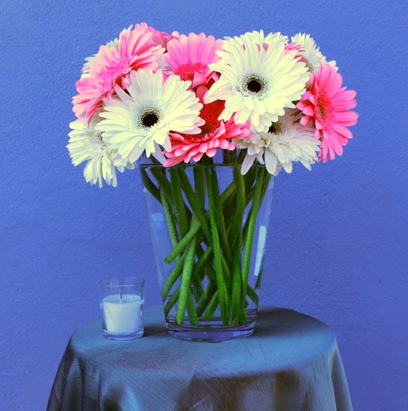 Cindy Gerber -  Gerber Daisies. (colors may vary)