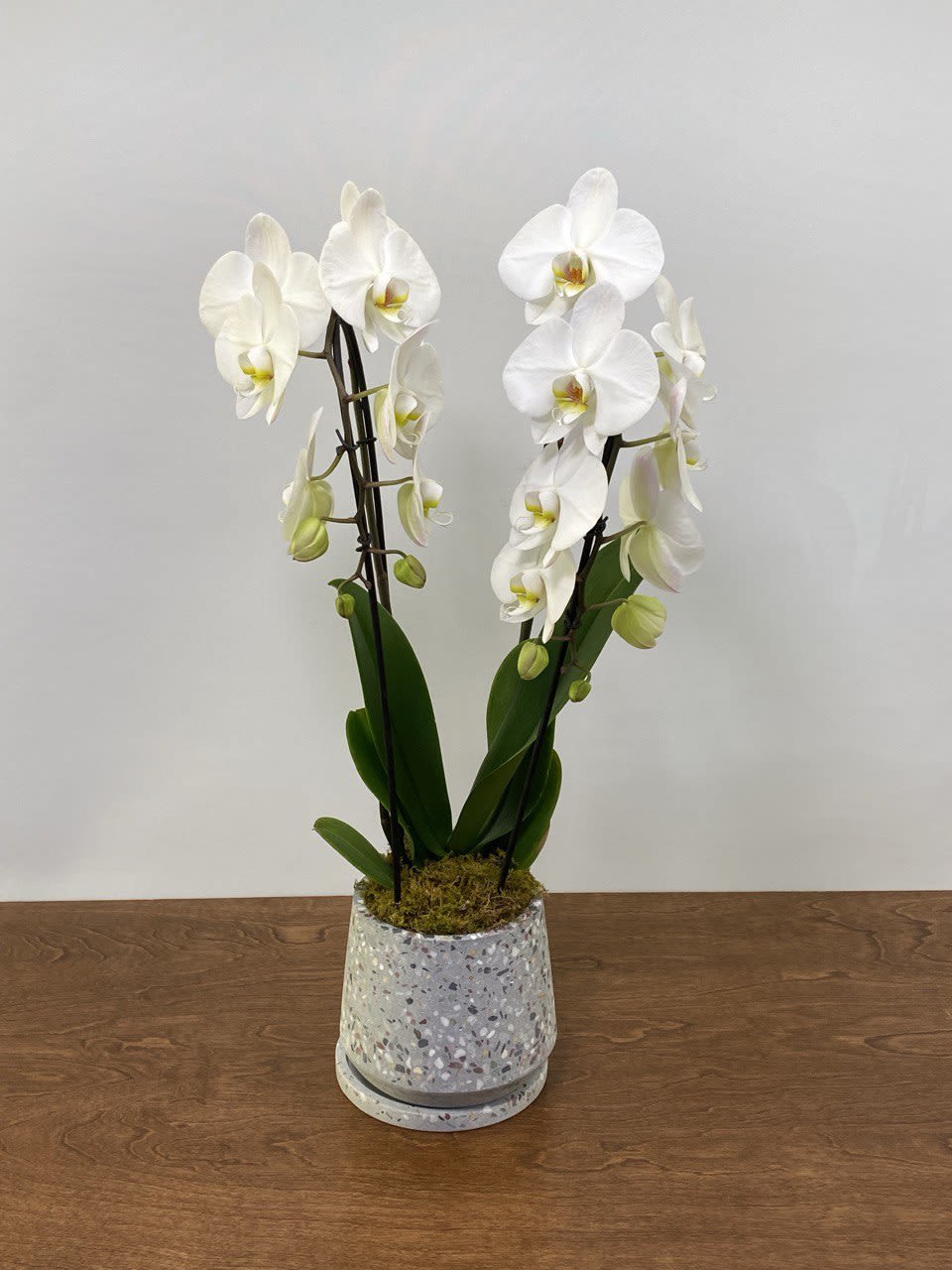 Double Cascade Orchid - A graceful display of pristine white, pink or purple Phalaenopsis orchids cascading from slender stems, artfully arranged in a modern terrazzo planter. Timeless and serene, this living arrangement is perfect for expressing sympathy, celebrating milestones, or bringing refined beauty into any space.