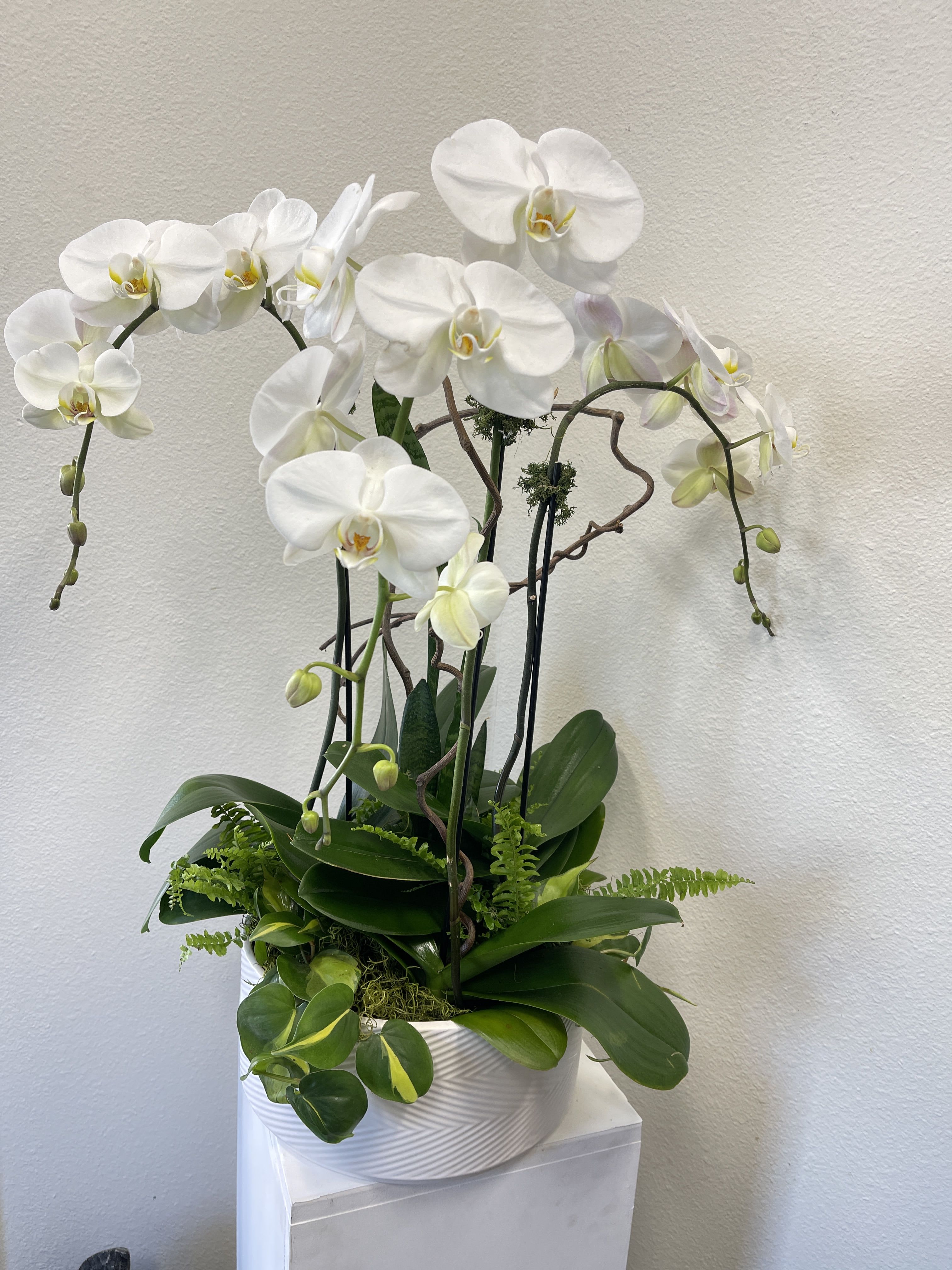 Refined Elegance - Large White Orchids potted with fresh plants in a refillable ceramic container.