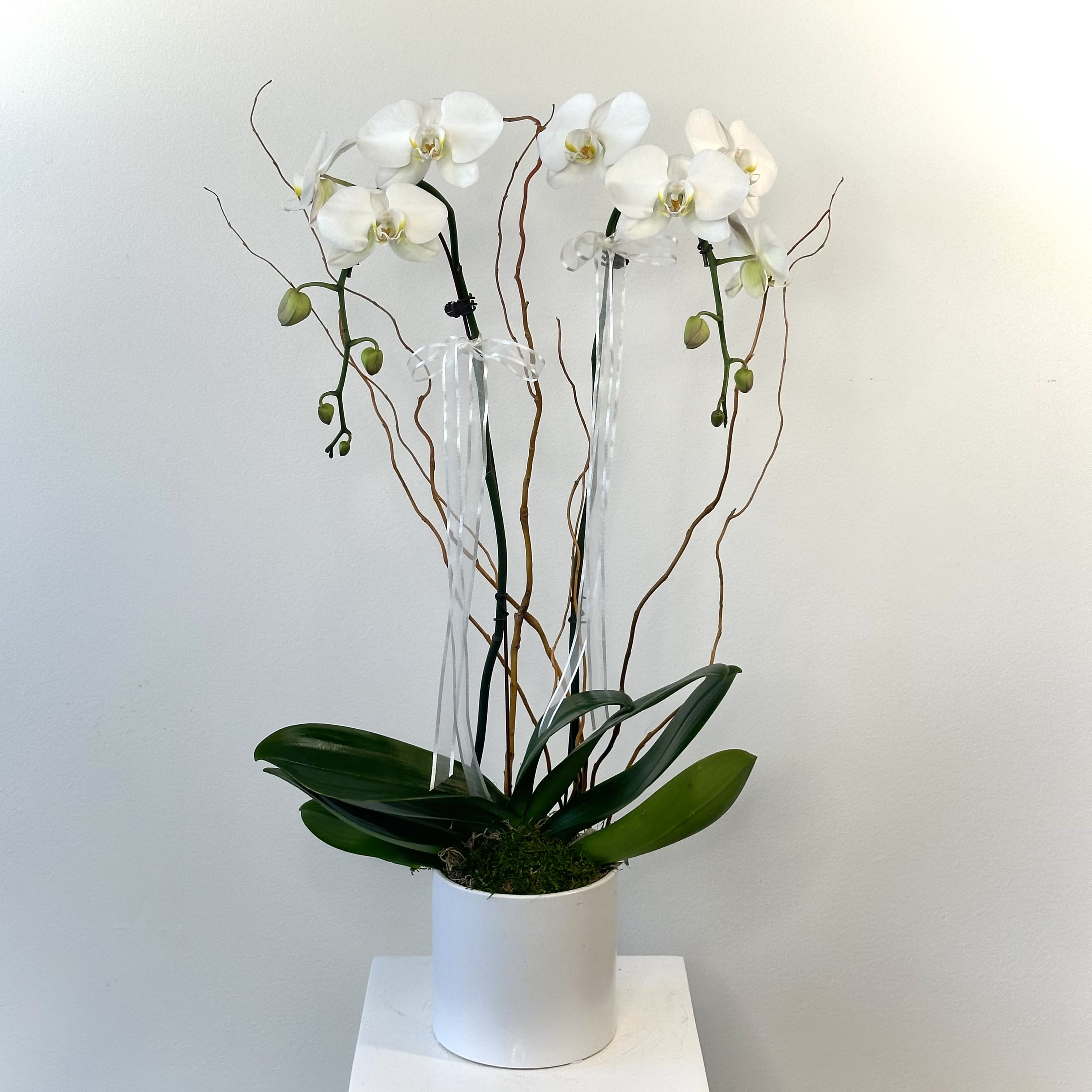 Opulent Orchids - Pure elegance. That's what these divine white phalaenopsis orchids deliver. They're beautiful upon arrival and what's even more beautiful is that these amazing plants are easy to take care of and can blossom for months.  Approximately 11 1/2" W x 25 1/2" H