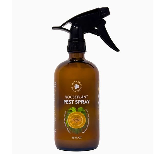 Perfect Plantista Natural Non-Toxic Pest Spray - 16oz. - Our favorite all natural Houseplant Pest Spray has now been reformulated for enhanced efficacy and compatibility and is guaranteed to get rid of the most common houseplant pests while remaining naturally-based and non-toxic to humans.  Use it to get rid of:  - Spider Mites - Fungus Gnats - Mealybugs - Aphids - Thrips - Scale - Whiteflies  The reformulation now includes the robust power of Thyme Oil, Cinnamon Bark Oil, and the invigorating freshness of Peppermint Oil.  Thyme Oil is a broad-spectrum insecticide, repellent, and fungicide, taking on qualities similar to neem oil. However, thyme oil is more beneficial in the manner that it is much more potent and able to eliminate more pests immediately in one application than standalone neem oil.