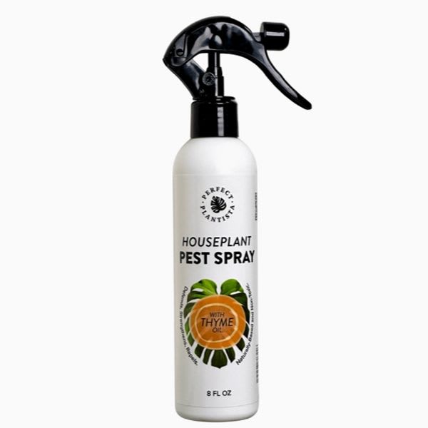 Perfect Plantista Natural &amp; Non-Toxic Pest Spray - 8oz. - Now reformulated for enhanced efficacy and compatibility, our Houseplant Pest Spray is guaranteed to get rid of the most common houseplant pests while remaining naturally-based and non-toxic to humans.  Use it to get rid of:  - Spider Mites - Fungus Gnats - Mealybugs - Aphids - Thrips - Scale - Whiteflies  Our reformulation now includes the robust power of Thyme Oil, Cinnamon Bark Oil, and the invigorating freshness of Peppermint Oil.  Thyme Oil is a broad-spectrum insecticide, repellent, and fungicide, taking on qualities similar to neem oil. However, thyme oil is more beneficial in the manner that it is much more potent and able to eliminate more pests immediately in one application than standalone neem oil.
