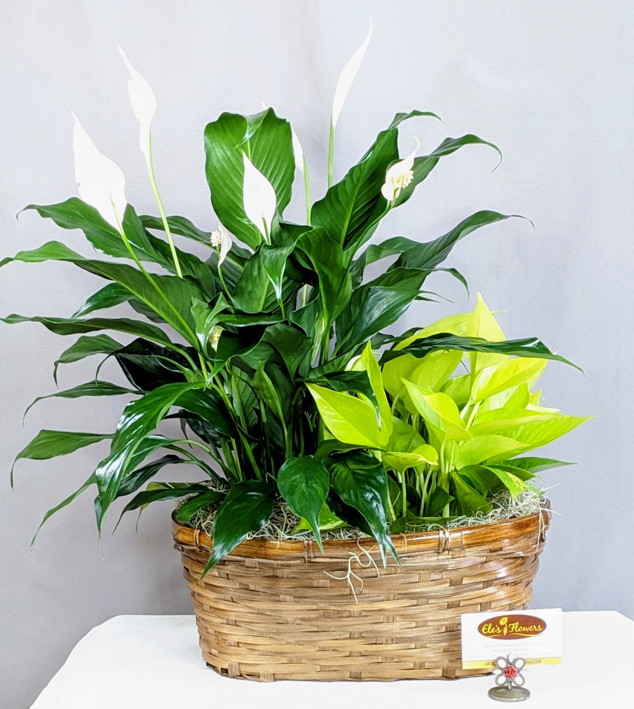 Peace Lily &amp; Pothos - 6" Double Planter - This elegant plant arrangement features the graceful beauty of a Peace Lily, known for its deep green leaves and serene white blooms, paired with the bright, uplifting foliage of a Neon Pothos. Together, they create a striking contrast of rich and vibrant greens that feels both calming and full of life.  Designed in a natural woven basket and finished with soft moss accents, this living arrangement brings warmth and comfort to any space. The Peace Lily symbolizes peace and remembrance, while the Neon Pothos represents growth and resilience, making this a thoughtful and long-lasting gift for sympathy, support, or everyday enjoyment in the home.  Approximate Dimension: 25" x 22"W
