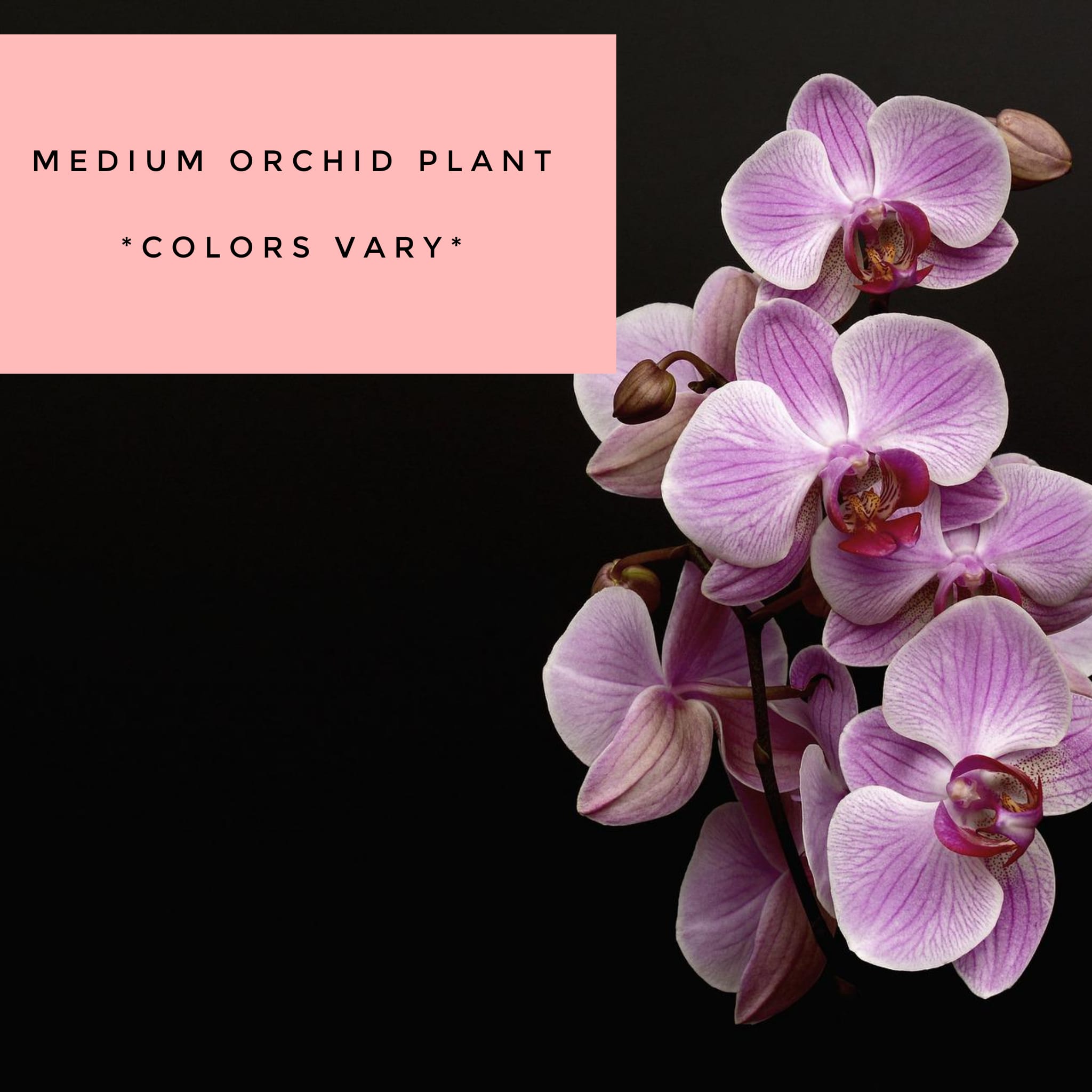 Plants: Medium Orchid Plant - The flower symbolism associated with the orchid is love, beauty, refinement, many children, thoughtfulness and mature charm.  Measures approx. 22"Tx5"W and arrives in a ceramic container. ** Color availability varies **