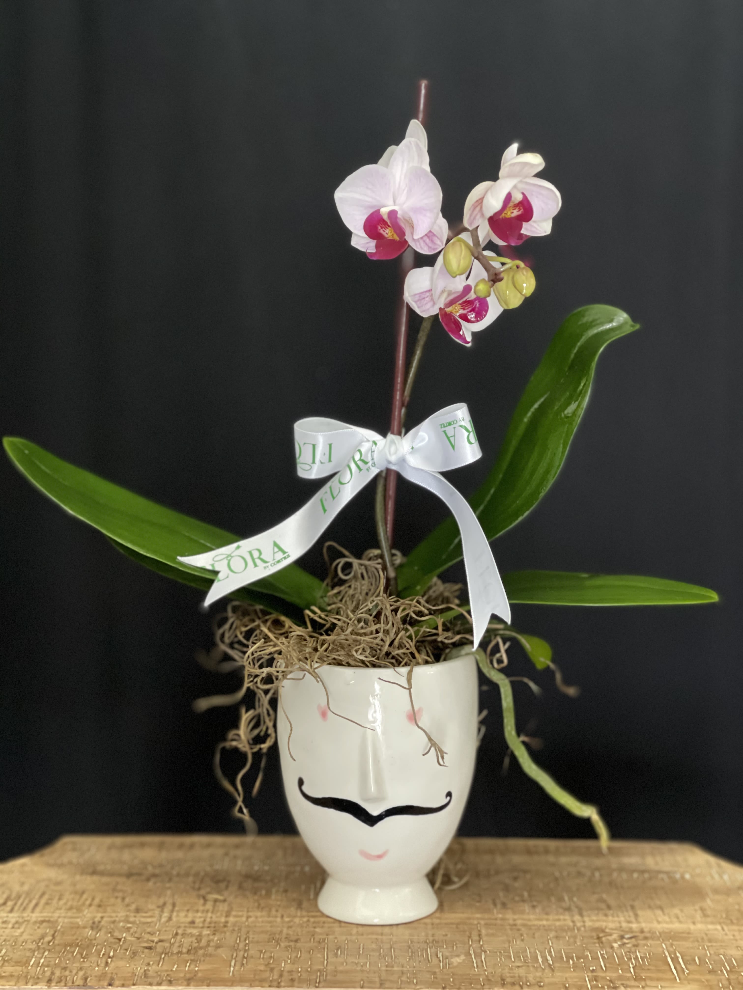 Mustache Orchid Pot - Shop a unique and quirky pot with a mustache design, perfect for adding personality to your home decor. Ideal for plant lovers and those seeking a fun, stylish statement piece. Crafted with attention to detail, this mustache pot brings charm and humor to any room.