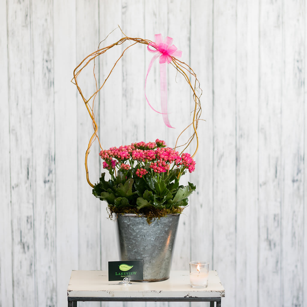 Carmine - A  pink blooming plant is a long- lasting way to say, "I'm thinking of you."  Approximate Dimensions: 22" H x 12" W