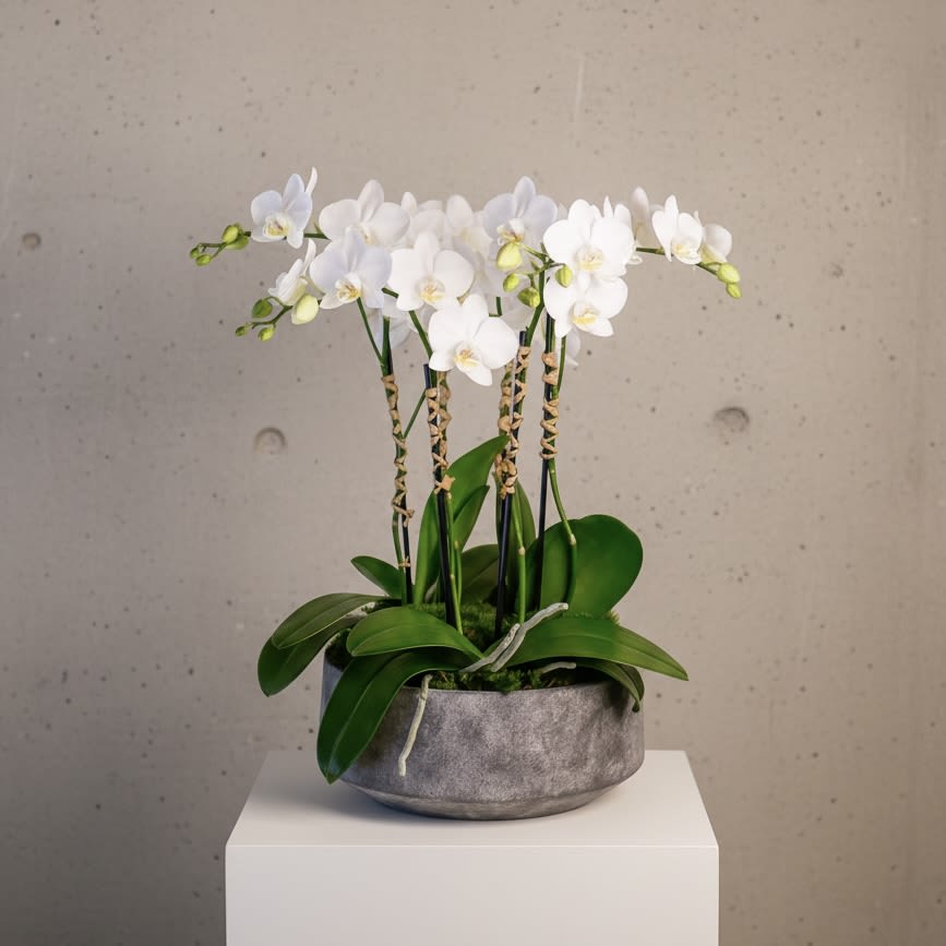 Carmelina - This long-lasting arrangement features a 3 plants of double spiked white mini-orchids, adorned with raffia braiding in a low stone container and moss.