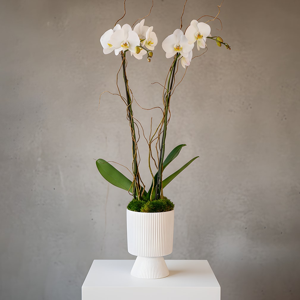 Modern Orchid - This gorgeous orchid arrangement features one plant of a double spike white Phalaenopsis "up &amp; out" orchid in a modern white ceramic and adorned with curly willow.