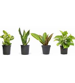 Green Plant - 6 inch Green House Plant. Will be delivered in a basket with a bow. Plants can vary in type and availability. 