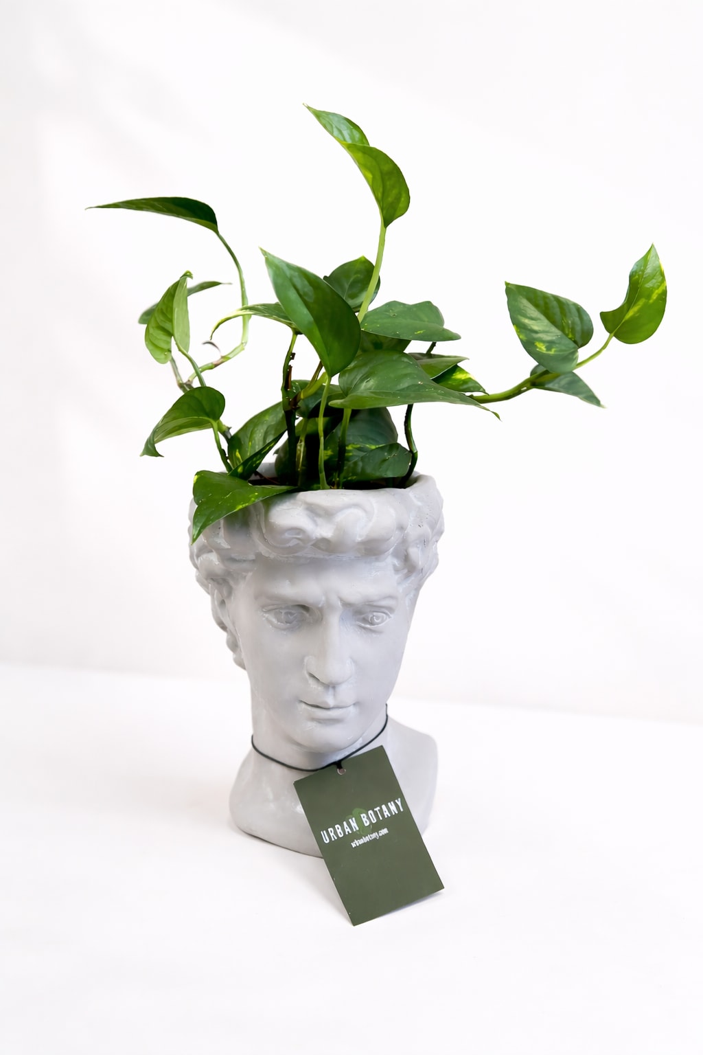 Busties - Urban Botany - Add some quirkiness to your home with Busties - busts with plants atop their heads! These 4.5" x 4.5" x 16" busts are the perfect way to incorporate greenery into your decor while adding a touch of humor. The height includes the plant, making them a unique and playful addition to any room. Perfect for spring!  Includes an assorted premium plant. Variety may vary based on seasonal availability.