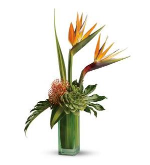 Birds of Beauty - This spectacular bouquet is a visual adventure, combining the excitement of Birds of Paradise flowers with the beauty of exotic succulents. A stunning gift for anyone with a flair for fashion - The exciting arrangement includes Birds of Paradise, echeveria succulents and pin cushion protea accented with hala and monstera leaves and other fresh greenery - delivered in a modern bunch vase.