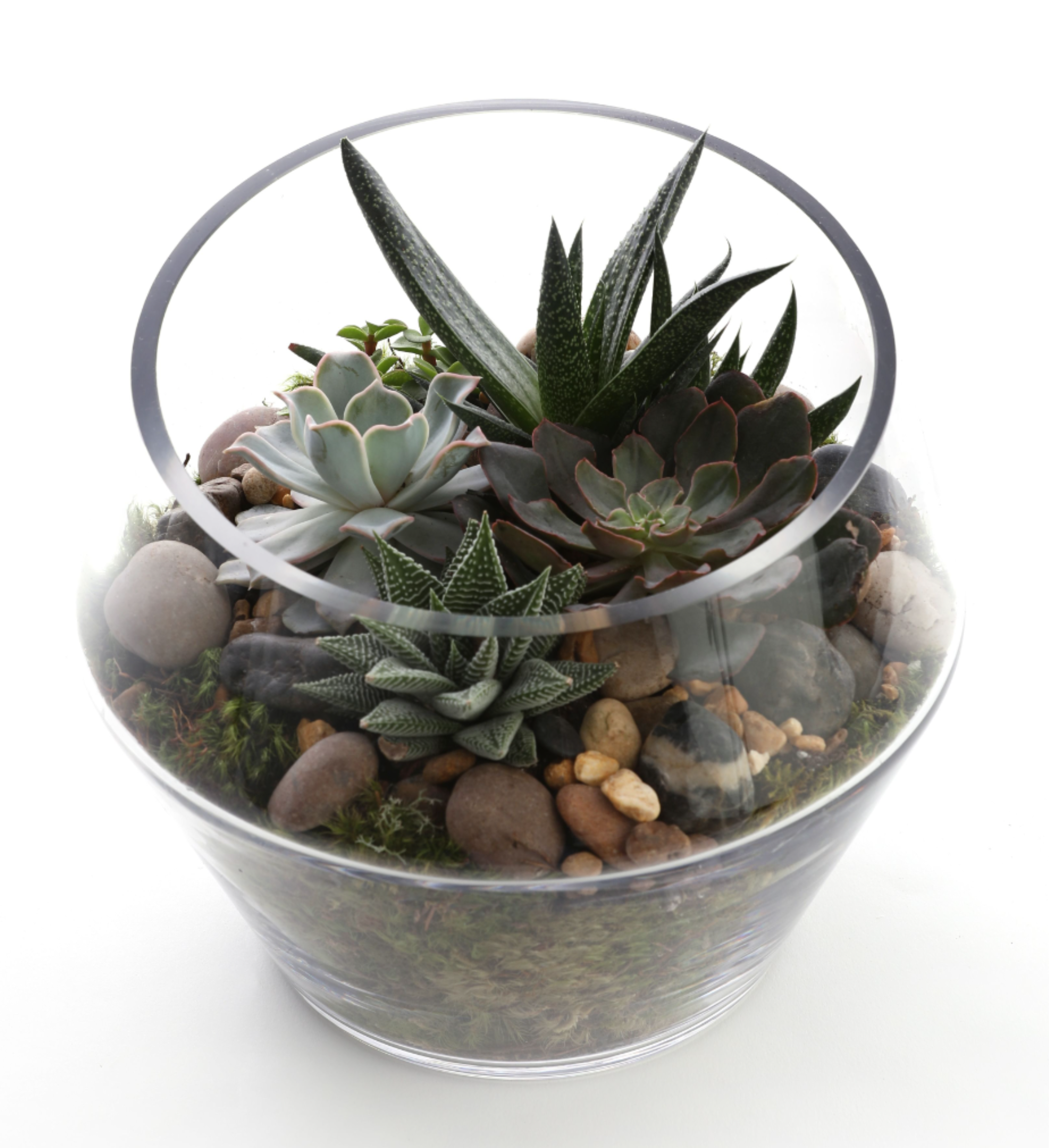 The Glass Conservatory - This tall terrarium with succulents and a mixture of stones and moss is truly a work of art. 
