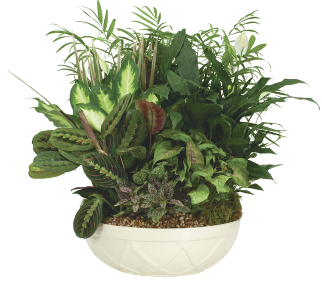 Large Dish Garden - This stunning large (12 inch) dish garden, thoughtfully arranged in a classic ceramic dish, is the perfect gift to bring beauty and tranquility to any space. Featuring a harmonious mix of lush greenery, vibrant foliage, and varied textures, it creates a serene, natural oasis that can be enjoyed year-round.  Ideal for enhancing a home, office, or entryway, this low-maintenance gift offers lasting beauty and a calming presence.   Please note, ceramic containers vary in color and style.