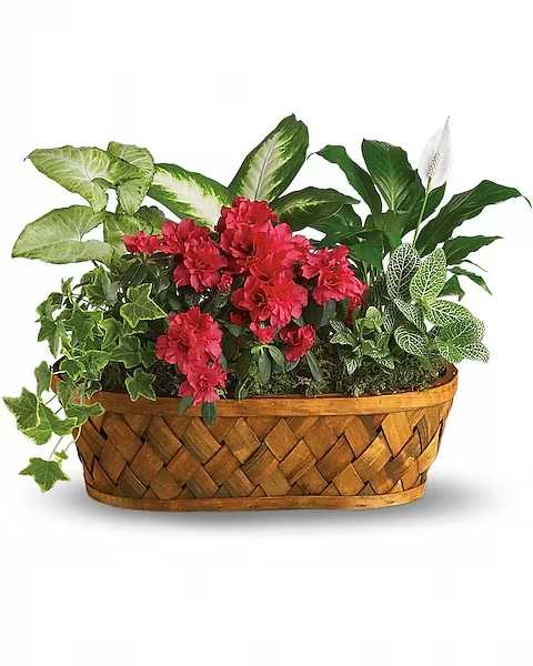 Plants Galore - You don't need a green thumb to love plants galore! Plants, plants and more plants are delivered in a handsome woodchip basket. Easier to care for than pronounce, a hot pink azalea and white hypoestes are joined by dieffenbachia, nephthytis, spathiphyllum and ivy. All are hand-arranged in a pretty wicker basket. It's an abundance of natural beauty.   Orientation : All-Around  All prices in USD ($)  Due to an increase in the cost of roses, some product prices may be impacted during the Valentine’s delivery period.