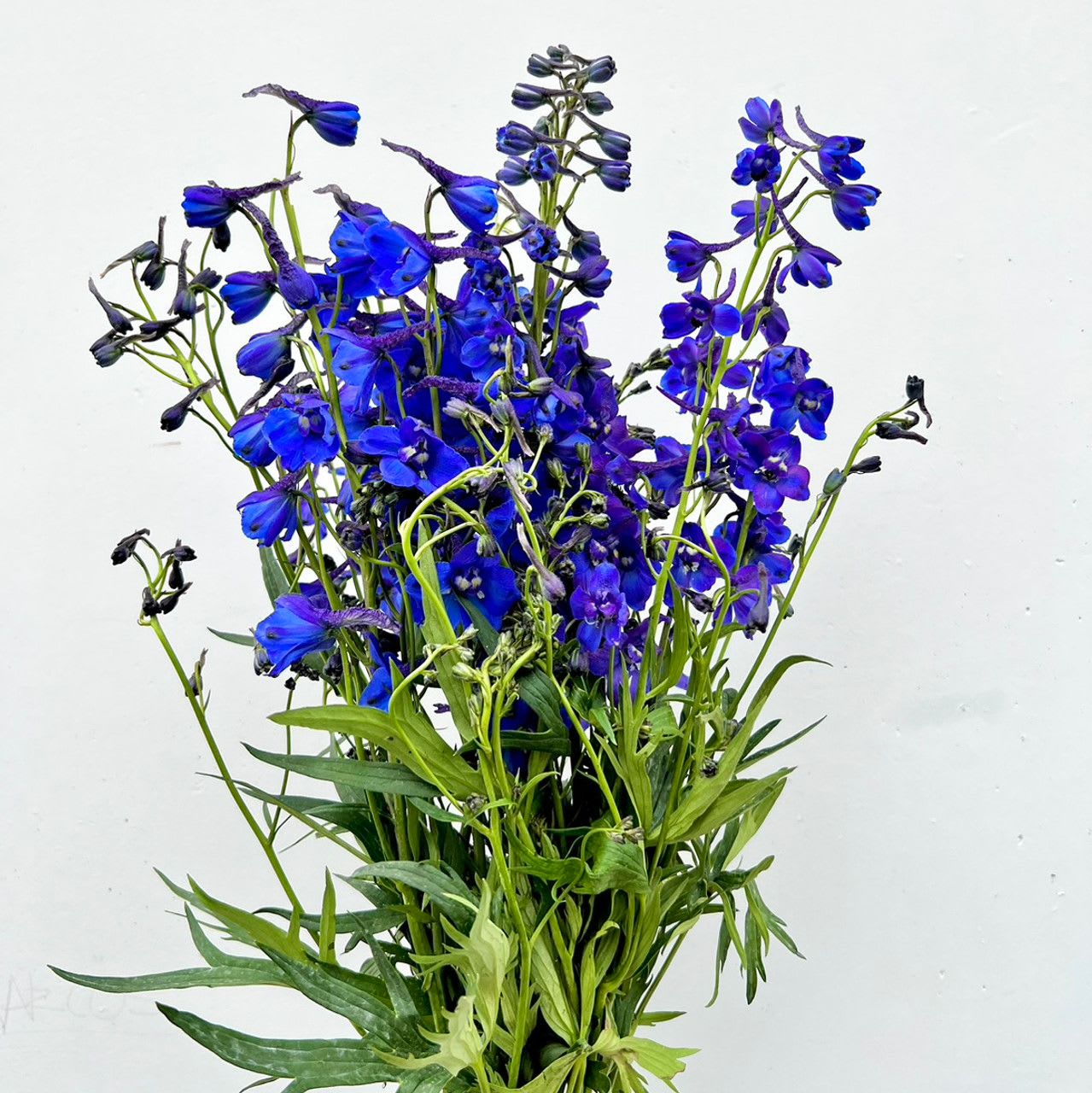 Delphinium  - Delphinium 