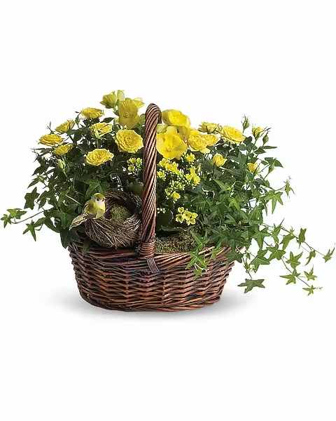 Yellow Trio Basket - This delightful basket holds a plethora of sunny yellow flowering plants! So sweet, it's no wonder a darling little yellow bird has built its nest inside the basket. Two bright yellow miniature rose plants, plus a yellow kalanchoe and begonia are nestled right beside the little bird and her nest. It's all delivered in a charming round basket. It sends three times the cheer!   Orientation : All-Around  All prices in USD ($)  Due to an increase in the cost of roses, some product prices may be impacted during the Valentine’s delivery period.