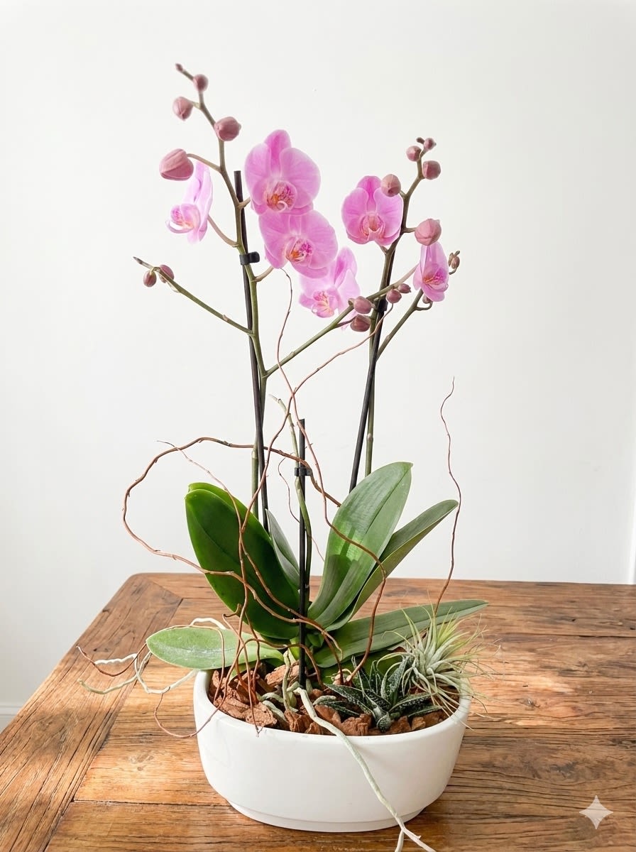 Orchid Zen Garden - This garden arrangement in a ceramic white vase includes one double stems beautiful pink orchids, along with one succulent and one air plant. 