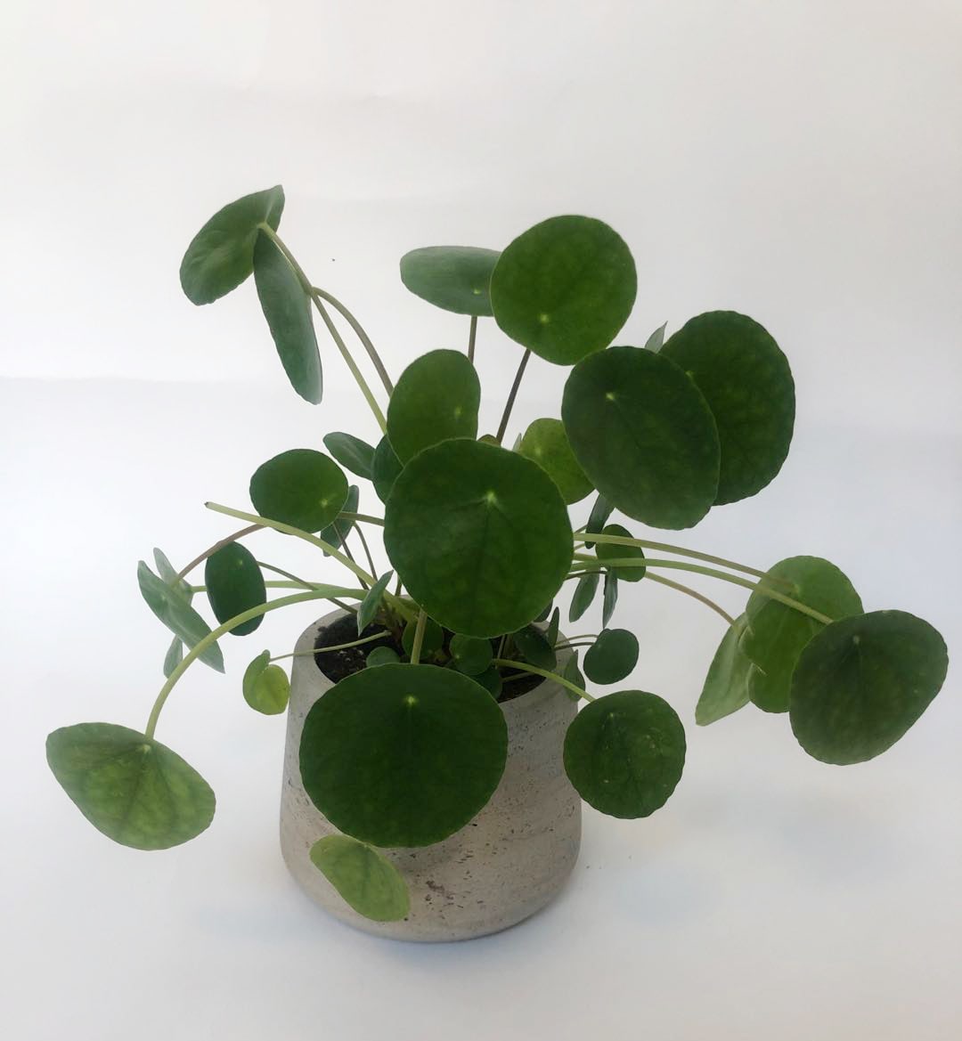 Pilea Plant - This size of the planter is 4"*4.5"*4.5". The pilea is a playful plant that's fairly easy to care for. Also known as the friendship plant, its unique look makes this plant perfect for a variety of home décor styles, including bohemian, midcentury modern, and contemporary.