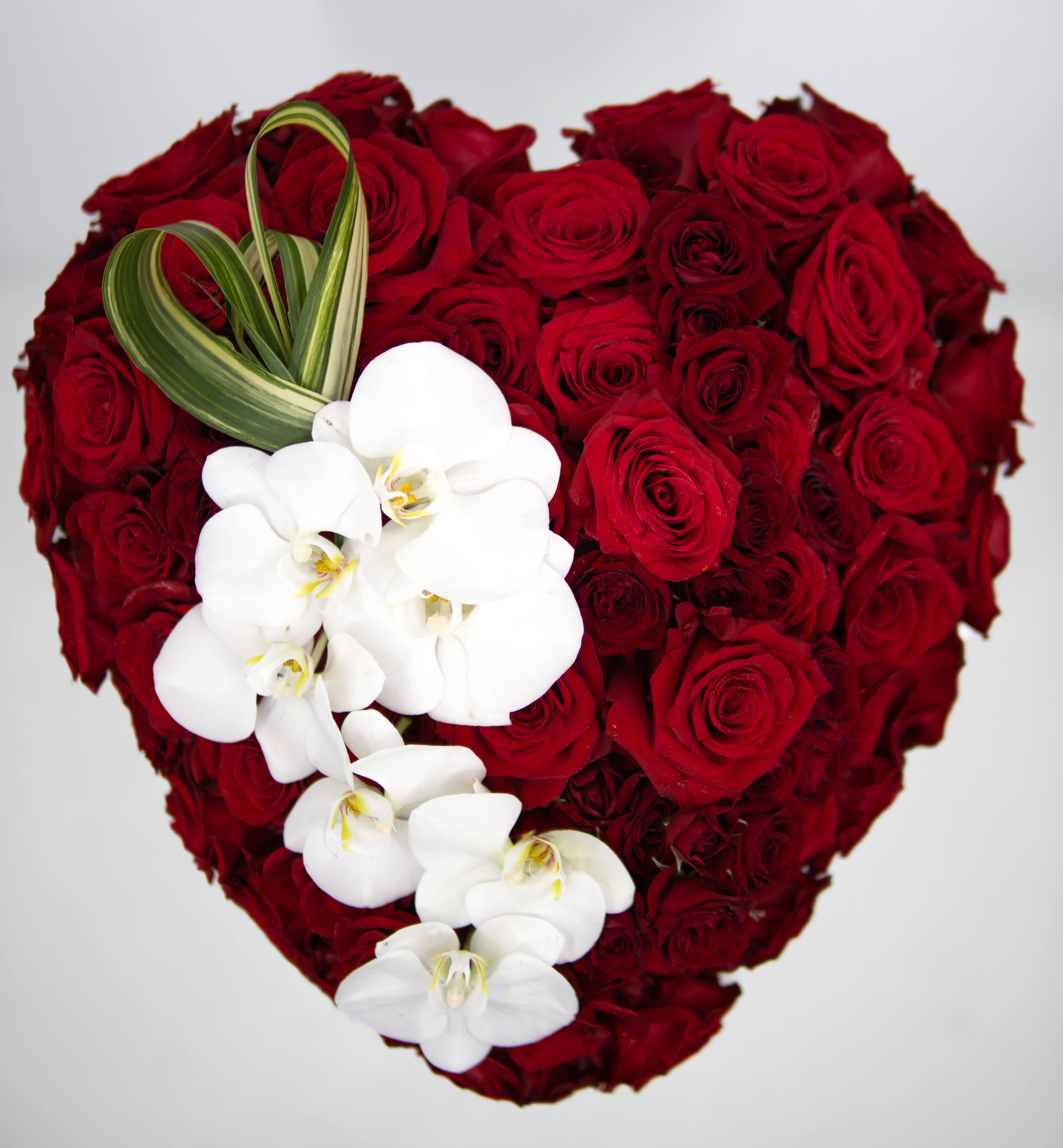 Hearts Desire - Introducing our enchanting 'Heart's Desire' floral masterpiece – a symbol of love and beauty crafted from dozens of exquisite roses meticulously arranged in the shape of a heart, adorned with delicate pure white orchids accenting the front. Radiating elegance and romance, 'Heart's Desire' is the perfect expression of affection for your special someone. Whether it's an anniversary, Valentine's Day, or simply to convey your deepest emotions, let 'Heart's Desire' speak volumes without saying a word. 