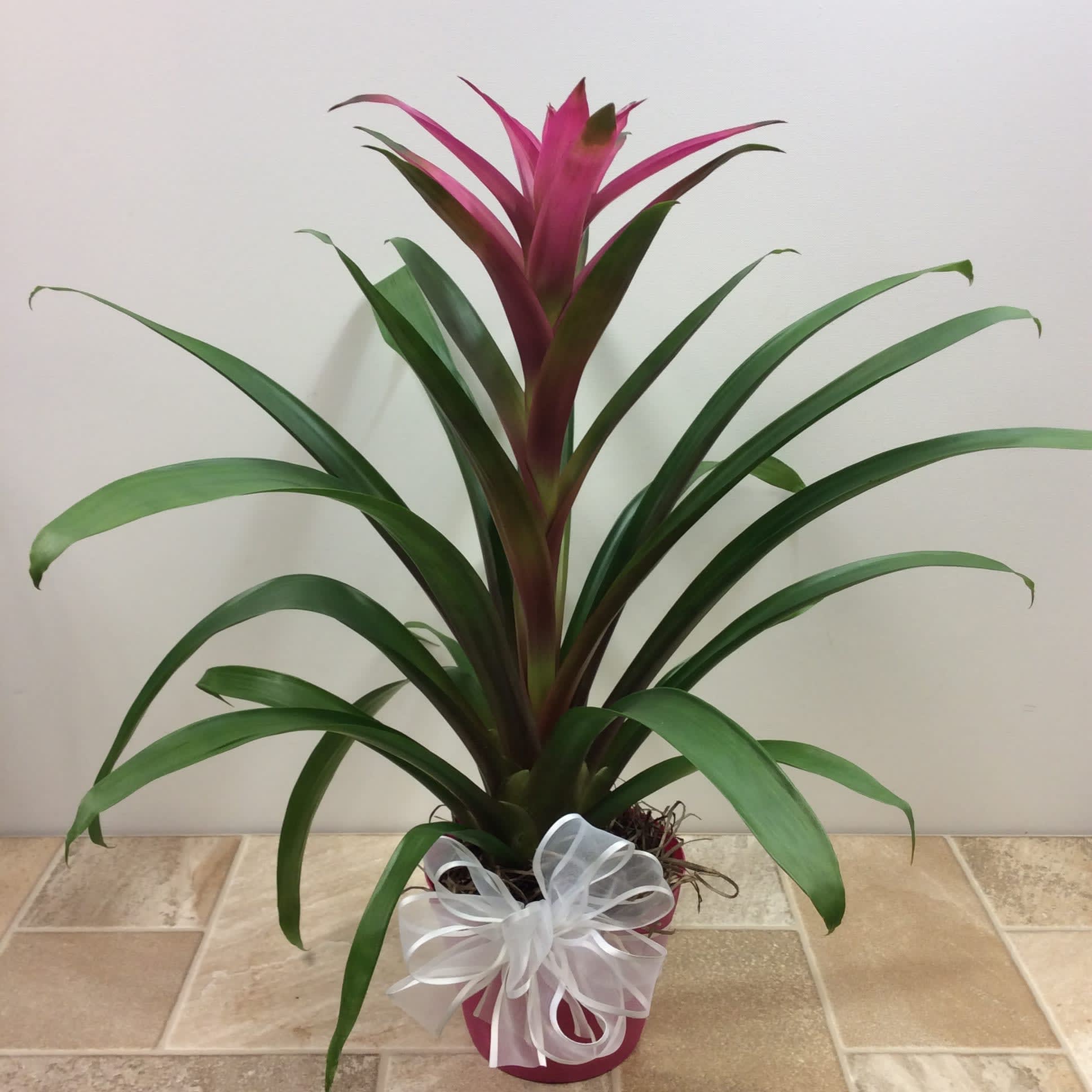 Bromeliad Guzmania  - Bromeliad plants provide an exotic touch to the home or office. They are a long lasting unique houseplant that is low maintenance. Colors may vary. 
