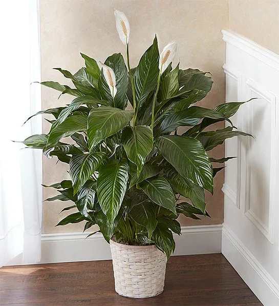 Simply Elegant Spathiphyllum - Large  - Give peace a chance! Also known as the Peace Lily, the spathiphyllum plant enchants everyone with its glossy, graceful leaves and stunning white flowers. This long-lasting gift is a wonderful way to send your sympathy, or to brighten up a lucky man's day. Also makes a great corporate gift! Commonly known as the Spath or Peace Lily, this large 10" potted plant is delivered in a basket. Orientation: All-Around